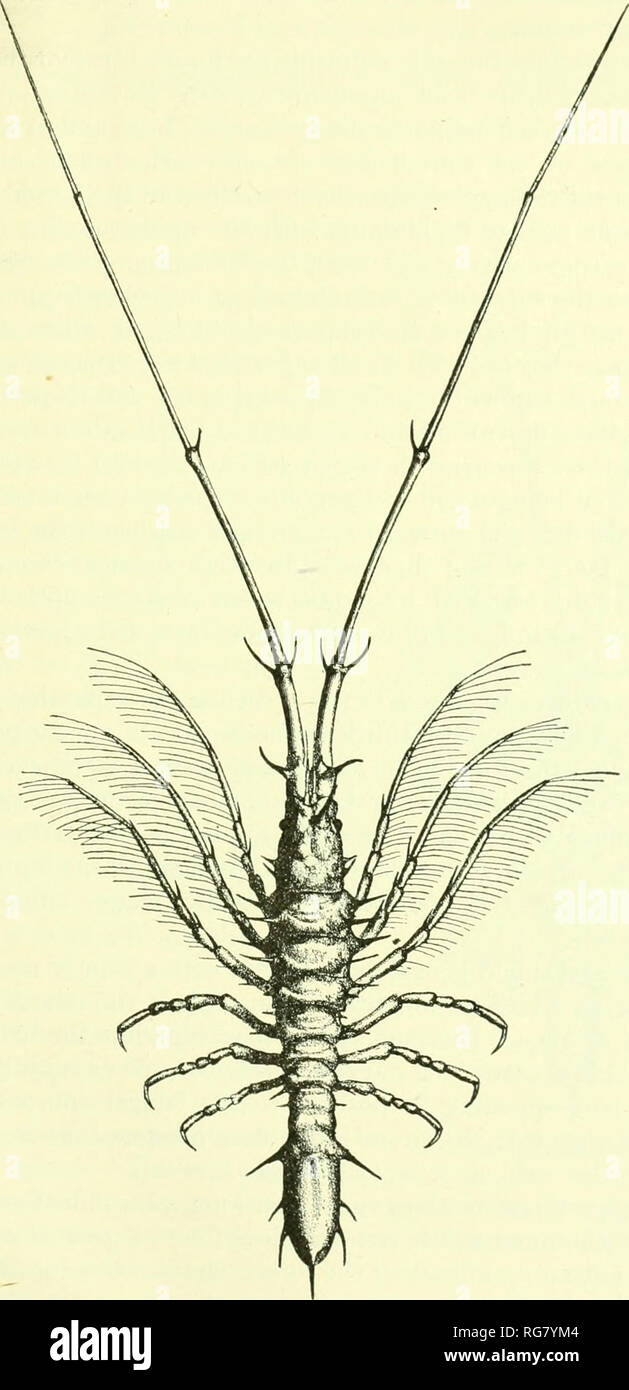 . Bulletin - United States National Museum. Science. ISOPODS OF NORTH AMERICA. 333 &quot;It is closely allied to Arcturas anna and to Arcturiis cormitus^ but differs sufficiently from both to constitute the type of a new species.. Fig. 3fi4.—Arcturus purpureus (After Beddard). Dorsal view. &quot;The extreme lenoth of the specimen, which is a female, is 18 mm., the lenoth of the antenni^ 31 mm.. Please note that these images are extracted from scanned page images that may have been digitally enhanced for readability - coloration and appearance of these illustrations may not perfectly resemble t Stock Photo