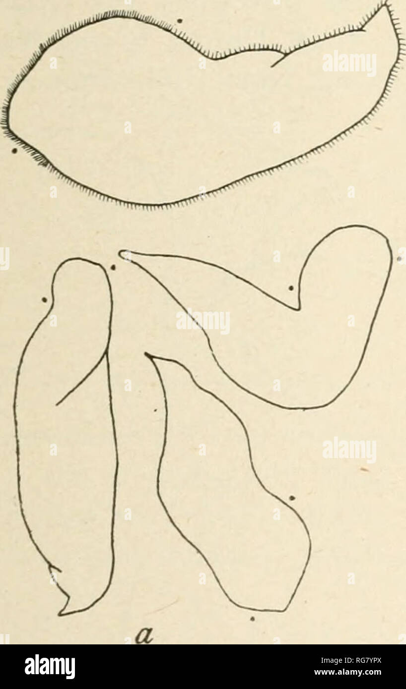 . Bulletin - United States National Museum. Science. THE OPALINIO (&quot;TLIATE INFUSORIANS. 197 Measurements: JL, of a large individual,- B^ of a small individual- Measurement. A B Length of bodv 771 Ttl. 0.4 .17 .026 mm. 0.089 Width of body .032 Thickness of body: Anterior . 0105 Middle 0105 Posterior .04 .005 .002 0, 0016X. 0032 . 00235 Diameter of nucleus 0. 0029-. 0045 Diameter of endospherule .0012 Some are Cilia line interval: Anterior Middle . 0015 .0022 Posterior .004 .0028 This Opatina resembles O. ohtrigonoidea^ but in most individuals the posterior end is acute, either tapering to  Stock Photo