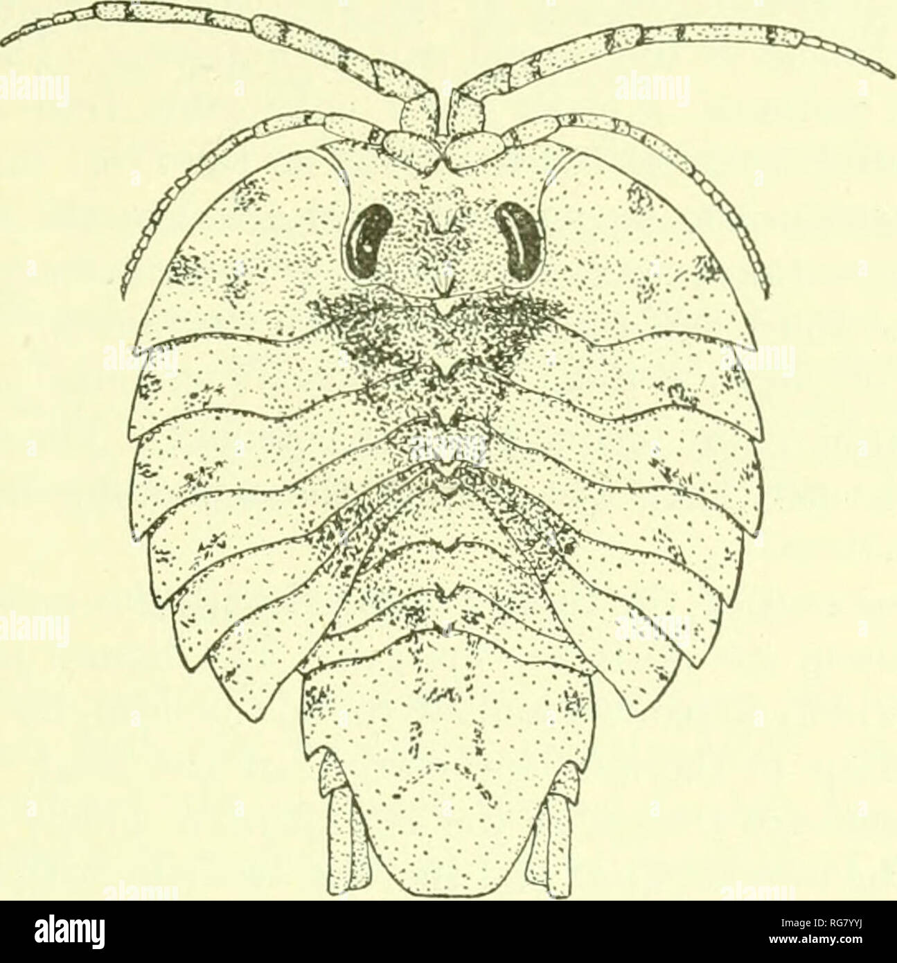 . Bulletin - United States National Museum. Science. ISOPODS OF NORTH AMERICA. 321 SEROLIS CARINATA Lockington. Serolis carinata Lockington, Proc. Cal. Acad. ScL, VII, 1877, Pt. 1, p. 3(3.— Richardson, Proc. U. S. Nat. Mns., XXI, 1899, p. 842; Ann. Mag. Nat. Hist. (7), TV, 1899, p. 187; American Naturalist, XXXIV, 1900, p. 224.. Fig. 353.—Serous carin.^ta. x 8f. Locality.—San Diego, California. Body almost round, veiy niuch flattened, and nearly as broad as long, 5 mm : 6 mm. Head about as wide as long and deeply set in the first thoracdc seg- ment, with which it is fused posteriorly. The eyes Stock Photo