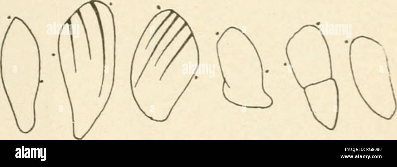 . Bulletin - United States National Museum. Science. THE OPALINID CILIATE IXFUSORIAXS. 185 Measurenients: A, of a large individual; B, of a small individual; C, of a plicate form— Measurements. mm. 0.325 .085 mm. 0. 0865 .05 Leugtli of body Wid&quot;th of body Thickness of body: Anterior.....' .013 .008 Middle .014 .013 Posterior .0125 .016 Diameter of nucleus 0. 004- . 0048 0.00675-. 0076 Cilia Line interval: Anterior .00187 .00118 Posterior .0033 .00275 0.1 .076 0. 005- . 0062. Fig. 154.—Opalina obtrigoxoidea, fro.m Raxa palustris, showing some individuals of the form plicata, x 117 diameter Stock Photo