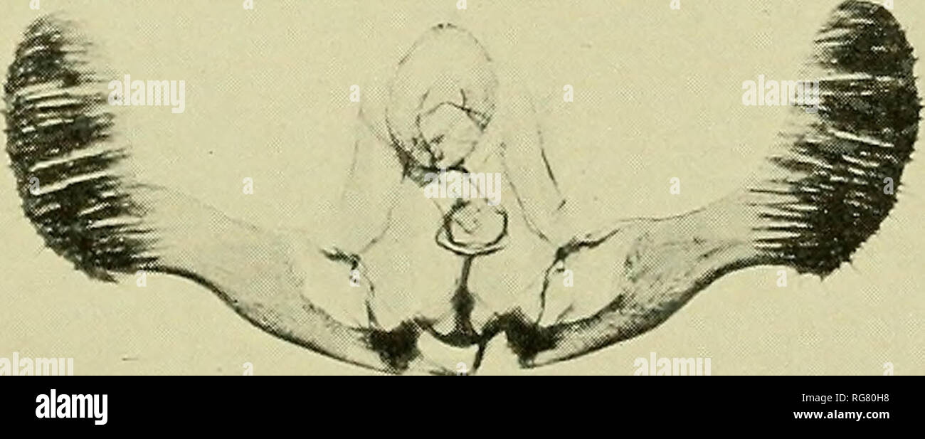 . Bulletin - United States National Museum. Science. /97 /ara/7(7. /3S f6&gt;/a/7a Male Genitalia of Eucosma. For explanation of plate see page 280.. Please note that these images are extracted from scanned page images that may have been digitally enhanced for readability - coloration and appearance of these illustrations may not perfectly resemble the original work.. United States National Museum; Smithsonian Institution; United States. Dept. of the Interior. Washington : Smithsonian Institution Press, [etc. ]; for sale by the Supt. of Docs. , U. S. Govt Print. Off. Stock Photo