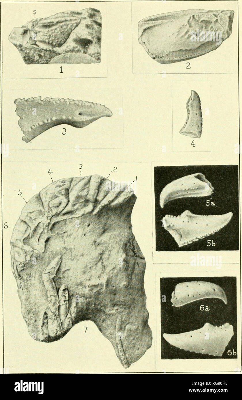 . Bulletin - United States National Museum. Science. U. S. NATIONAL MUSEUM BULLETIN 133 PL. 29. 1,2. Upogebia eocenica. I Page 124.1 3 6. Callianassa longimana. iPage 122.) 7. Astacus chenoderma. (Page 130' For explanation of plate see page 146. Please note that these images are extracted from scanned page images that may have been digitally enhanced for readability - coloration and appearance of these illustrations may not perfectly resemble the original work.. United States National Museum; Smithsonian Institution; United States. Dept. of the Interior. Washington : Smithsonian Institution Pr Stock Photo