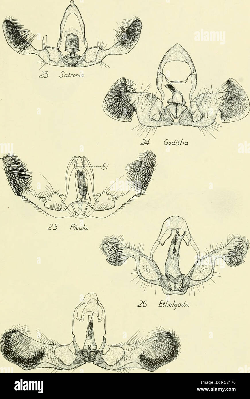 . Bulletin - United States National Museum. Science. U. S. NATIONAL MUSEUM BULLETIN 132 PL. 3. cc / nemimene Male Genitalia of Laspeyresiinae For explanation of plate see paqe 192. Please note that these images are extracted from scanned page images that may have been digitally enhanced for readability - coloration and appearance of these illustrations may not perfectly resemble the original work.. United States National Museum; Smithsonian Institution; United States. Dept. of the Interior. Washington : Smithsonian Institution Press, [etc. ]; for sale by the Supt. of Docs. , U. S. Govt Print.  Stock Photo