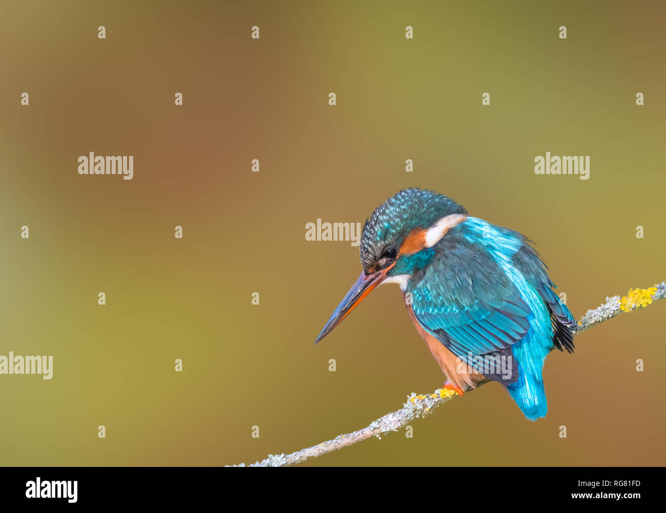 Adult Common Kingfisher (Alcedo atthis) perched on a tree branch in Winter in West Sussex, England, UK. With copy space. Copyspace. Stock Photo