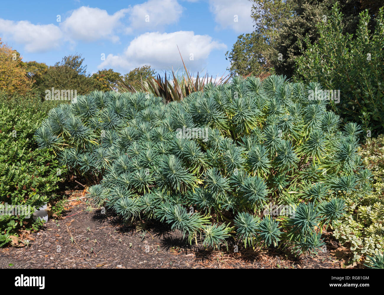 Euphorbia characias subsp. wulfenii (Mediterranean spurge) plant growing in Summer in West Sussex, England, UK Stock Photo