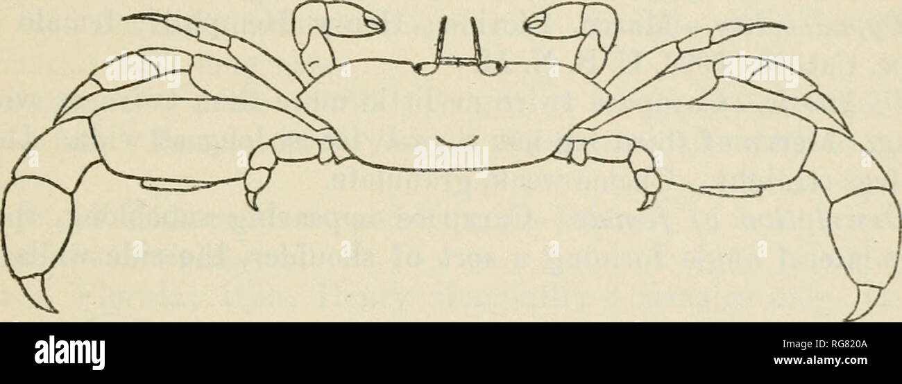 . Bulletin - United States National Museum. Science. THE GRAPSOID CRABS OF AMERICA, 137 PINNIXA LONGIPES (Lockington). Tubicola longipcs Lockington, Proc. California Acad. Scl., vol. 7, 1876 (1877), p. 55 [1] (type-locality, Tomales Bay, California, In tube of annelid; type not extant). Pinnixa longipes Lockington, Proc. California Acad. Sci., vol. 7, 1876 (1877), p. 156 [12].—Streets and Kingsley, Bull. Essex Inst., vol. 9, 1877, p. 107.—Holmes, Proc. California Acad. Sci., ser. 2, vol. 4, 1894, p. 573, pi. 20, figs. 39 and 20; Occas. Papers California Acad. Sci., vol. 7, 1900, p. 92.—Rathiju Stock Photo