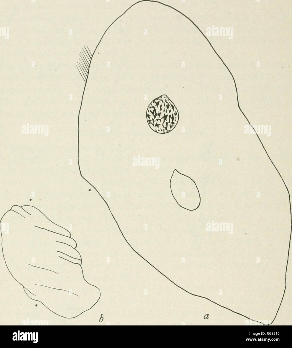 . Bulletin - United States National Museum. Science. 100 BULLETIN 120, UNITED STATES NATIONAL MUSEUM. a male with huge fat bodies, from Chicara, Venezuela, &quot; Brooklyn Institute.&quot; Measurements of an ordinary individual.—Length of body 0.27 mm.; width of body 0.13 mm.; length of nucleus O.0325 mm.; width of nucleus 0.0228 mm.; diameter of endospherule 0.0023 mm.; cilia line interval, anterior 0.00216 mm., posterior 0.00425 mm.. Fig. 67.- -ZEiXKaiEiiLA magna: a is magnified 460 diameters; h is magms'Ied 249 DIAMETERS. This very thin species is the largest known Zelleriella except Z. opi Stock Photo