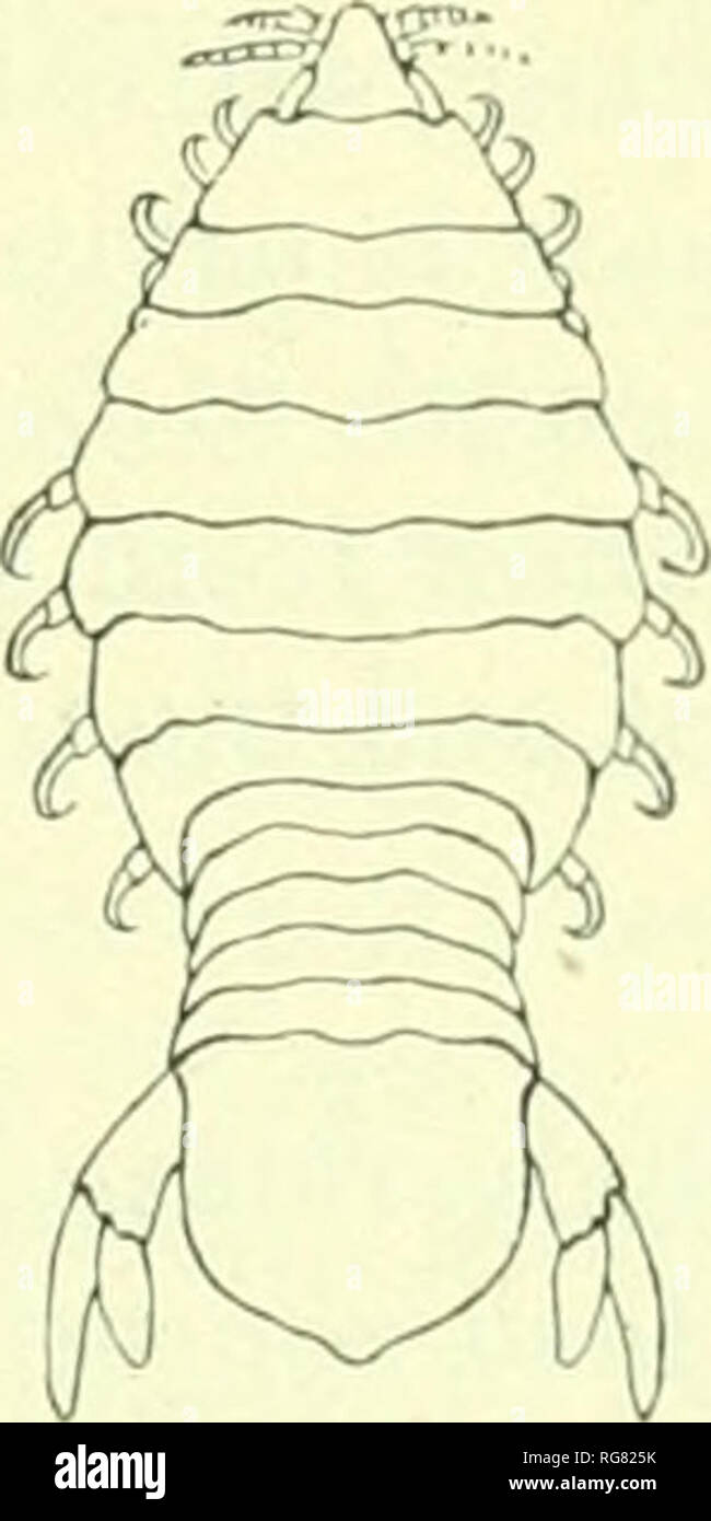 . Bulletin - United States National Museum. Science. ISOPODS OF NORTH AMERICA. 229^ ANILOCRA PLEBIA Schioedte and Meinert. Anilocra pli'hia HcnuEDTK and Mkinert, Naturhistorit^k Tidpskrift (3), XIII, 1881-1883, pp. 145-146, pi. x, (ifr. 8.—Richakdson, Proc. U. S. Nat. Mus., XXIII, 1901, p. 528. Localitiei^.—Shores of Costa Rica; Central America. Body elliptical, two or three times lono-er than wide (9:4). Head moderately laroe, .subtrianoular, one-third as wide as the fourth thoracic seg-ment, much wider than lono-. ver^' slightly immersed, the front rounded in a circle. Eyes small, suboval, t Stock Photo
