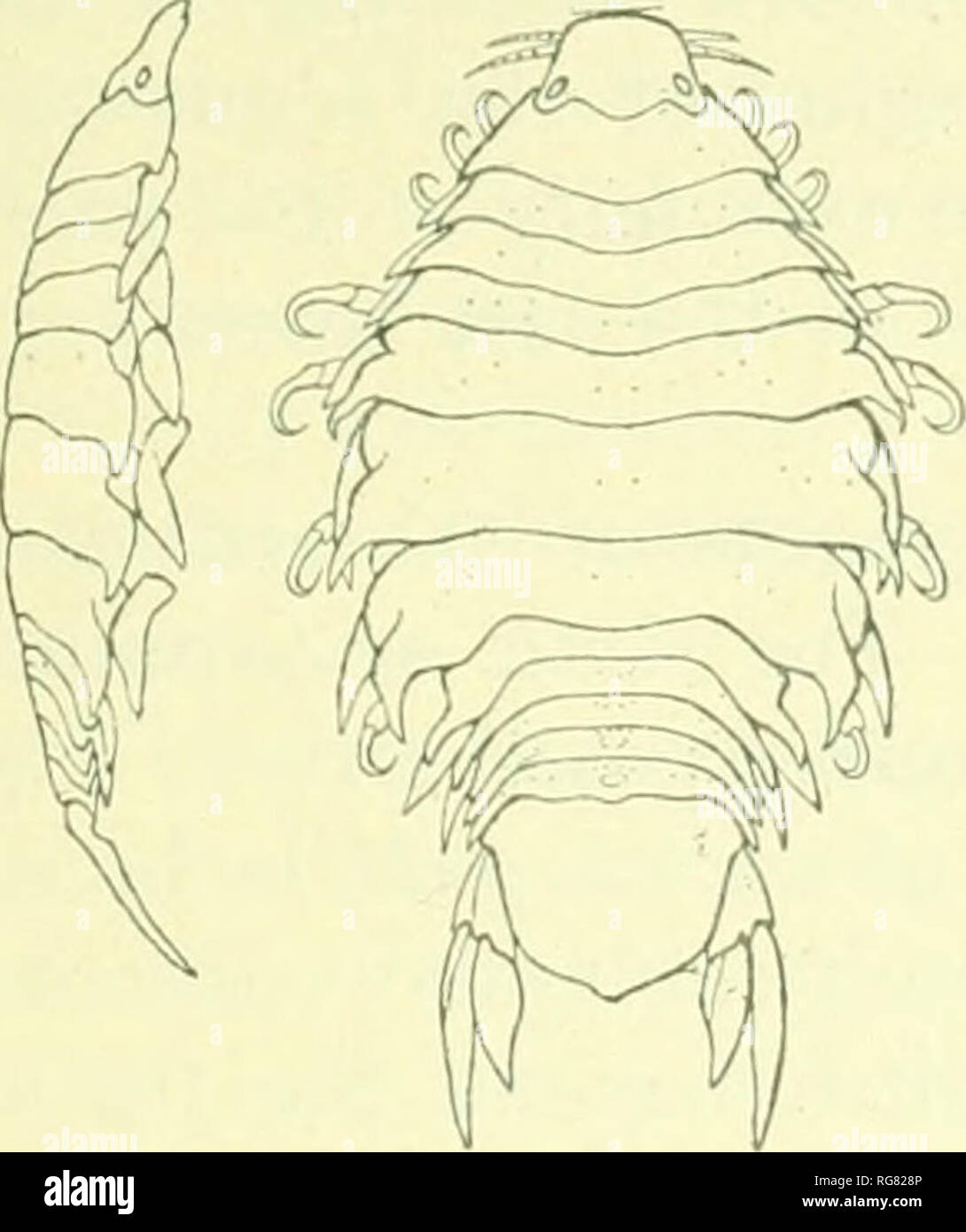 . Bulletin - United States National Museum. Science. ISOPODS OF NORTH AMERICA. 223 All of the segnu'iits of tho atRloincn uve distinct. The .sixth or tcnninal seo-ment is about as broad as long, 4 mm.: 4 mm. The seg- ment is somewhat quadrate, with the post- lateral angles obtusely rounded, and the pos- terior mai'gin p]-oduced in a small, triangular median point. The -uropoda arc longer than the terminal abdominal segment. The outer branch is longer than the inner branch, 3 nun.: 4 mm. Both branches are produced to narrow, acute extremities, the outer branch being also somewhat narrower at th Stock Photo