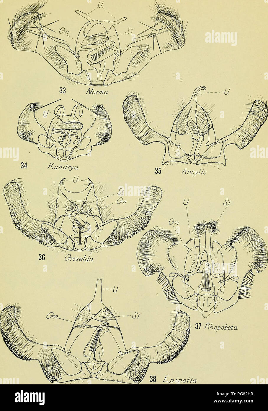 . Bulletin - United States National Museum. Science. U. S. NATIONAL MUSEUM BULLETIN 123 PL. 7. J 37 Rhopobota Lpinotia Male Genitalia of Genotypes of Eucosminae. For explanation of plate see page 276.. Please note that these images are extracted from scanned page images that may have been digitally enhanced for readability - coloration and appearance of these illustrations may not perfectly resemble the original work.. United States National Museum; Smithsonian Institution; United States. Dept. of the Interior. Washington : Smithsonian Institution Press, [etc. ]; for sale by the Supt. of Docs. Stock Photo