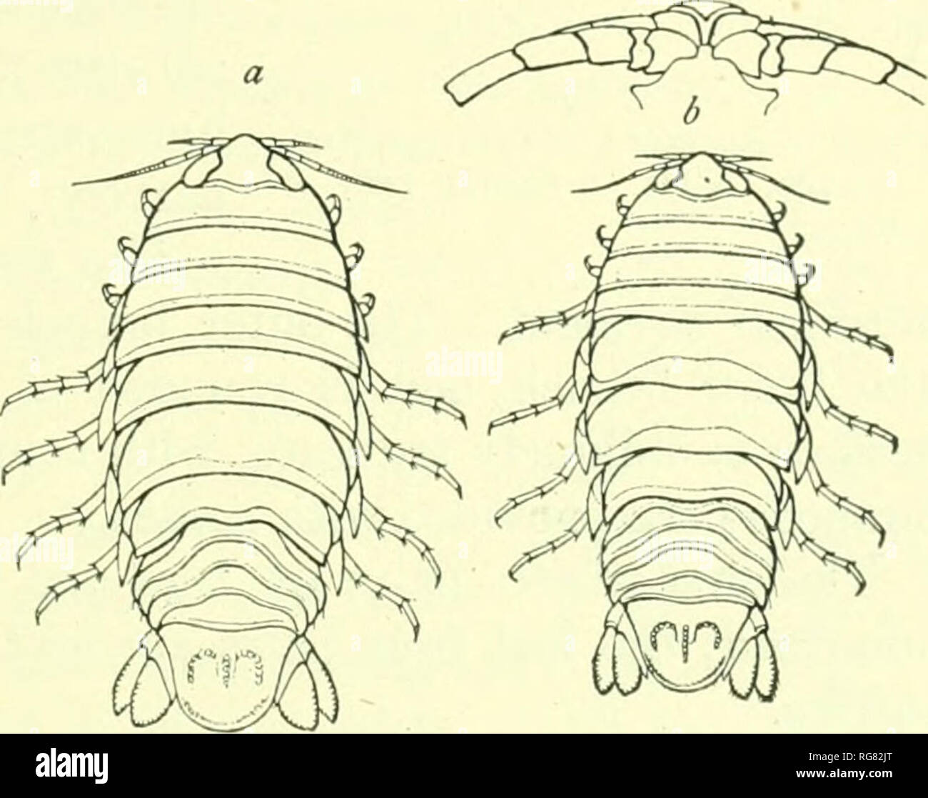 . Bulletin - United States National Museum. Science. ISOPODS OF NORTH AMERICA. 209 ROCINELA SIGNATA Schioedte and Meinert. Roelnela signata ScnitEUTE and ]Ii:iert, Naturhistorisk Tidsskrift (3), XII, 1879-80, pp. 899-401, pi. xiii, figs. 3-6.âRichardson, Pnx-. 1'. S. Nat. Mus., XXIII, 1901, p. 524.âMooKE, P.ull. V. S. Fish Coinin., XX, Pt. 2, 1902, p. 171, pi. X, fig. 2. Localities.âWest Indies; shores of Central Anierica; St. Croix Island; St. Bartholomew Island; Marco and No Name Key, Florida; between delta of tlie Mississippi and Cedar Ke3's, Florida; Key West, Florida; Anclote section; G Stock Photo