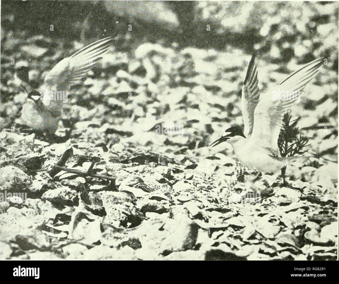 Interior Least Tern Stock Photos Interior Least Tern Stock