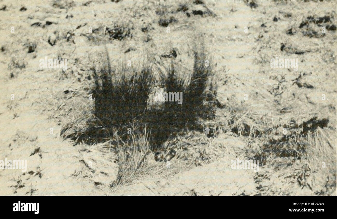 . Bulletin - United States National Museum. Science. Plumes of the Pampas Grass Guamini, Buenos Aires, March 3, 1921. A^# L-'A*** Nest and Eggs of Crested Tinamou (Calopezus e. elegans) Carhue Buenos Aires, December 15, 1920. Please note that these images are extracted from scanned page images that may have been digitally enhanced for readability - coloration and appearance of these illustrations may not perfectly resemble the original work.. United States National Museum; Smithsonian Institution; United States. Dept. of the Interior. Washington : Smithsonian Institution Press, [etc. ]; for sa Stock Photo