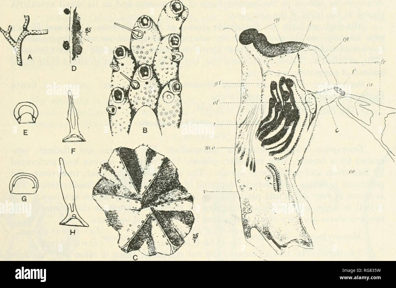 . Bulletin - United States National Museum. Science. NORTH AMERICAN LATER TERTIAIJV AND QUATERXARY BRYOZOA. 125 MICROPORELLA HEERMANNI Uabb and Horn, 1862. Plate 37, figs. 1, 2. 1862. Reptescharellina heermanni Gabb and Horn, Monograph of fossil Polyzoa of the Secondary and Tertiary formations of North America, Journal Academy Natural Sciences of Phila- delphia, ser. 2, vol. 5, p. 147, pi. 20, fig. 30. Description.—The zoarium incrusts shells. The zooecia are large, elliptical, swollen, separated by a furrow, convex; the frontal is formed by a granular tremo- cyst perforated by numerous small  Stock Photo
