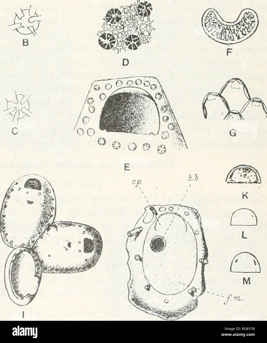 . Bulletin - United States National Museum. Science. Fig. 19.—Genus Fenestrulina Jullien, 1888. A-J. FeneslruliTM malusi Savigny Audouin, 1826. A. A zooecium X 50 showing all the Gbaracters. B, C. Stellate frontal pores, X 250. (A-C, after Waters, 1903.) D. Portion of surface of a zooecium, X 175. E. Aperture, X 100. (After Levinsen, 1909.) F. Detailed structure of the ascopore (fenes- trule of Julhen) X 175. G. Dorsal face of the zooecia, showing the dietellae X 18. H. Zooecia X 21, several showing the ovicell. (D, F-H, after Levinsen, 1894.) I. Ancestrula and ancestrular zooecia, X 2o. J. An Stock Photo