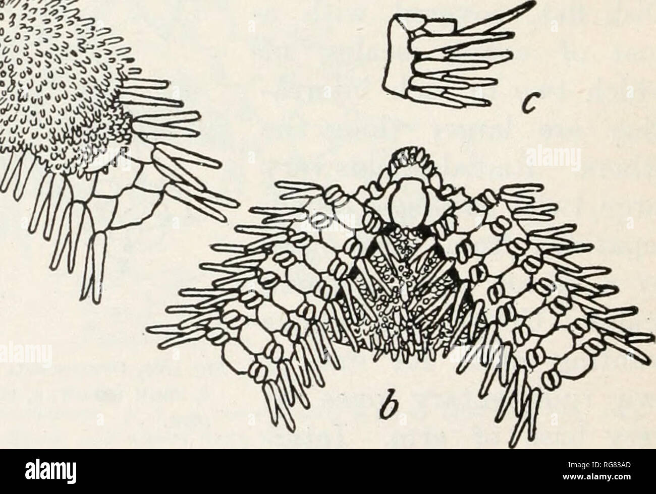 . Bulletin - United States National Museum. Science. Fig. 126.—Ophiomastix mixta, x 3. a, from above; 6, from below; c, side view of two arm JOINTS NEAR DISK. been figured, so it seems worth while to illustrate its principal features here. The specimen before me has three tentacle scales on each of the basal arm pores, but this is not characteristic of the species. OPHIOCOMA BREVIPES. 0-phiocoma hrevipes Peters, Arch. f. Naturg., vol. 18 (1), 1852, p. 85. Locality.—Tanegashima, Japan, 1906, 6 specimens. The disk diameter of these individuals ranges from 8 to 27 mm. The smallest has some white  Stock Photo