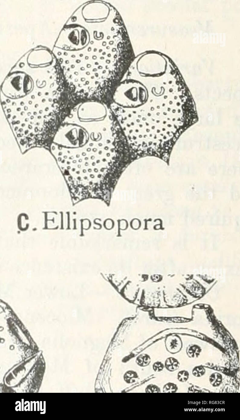 . Bulletin - United States National Museum. Science. *) D.Flustramorpha E. FenestruVna F.Calloporina G. Inversiula Fig. 17.—Genera of the Microporellae. A. MicToporclla Hincks, 1887; Jlf. dliata Pallas, 1766, X 43. B. Subgenus Dipomia Hincks, 1880; D. verrucosa Peach, 1868, X 25. C. Subgenus KZipsoporo, new; E. fiahellans Busk, 1852, X 40. D. Subgenus Flustravwrpha Gray, 1848; F. marghmta Krause, X 40. E. Fencstrulina Jullien, 1888; J^. maltm Savigny-Audouin, 1826, X 20. F. Calloponna Neviani, 1895; C. decorata Reues. 1847, X 40. G. Inversiulu Jullien, 1888; /. inversa Waters, 1889, X 50.. Ple Stock Photo