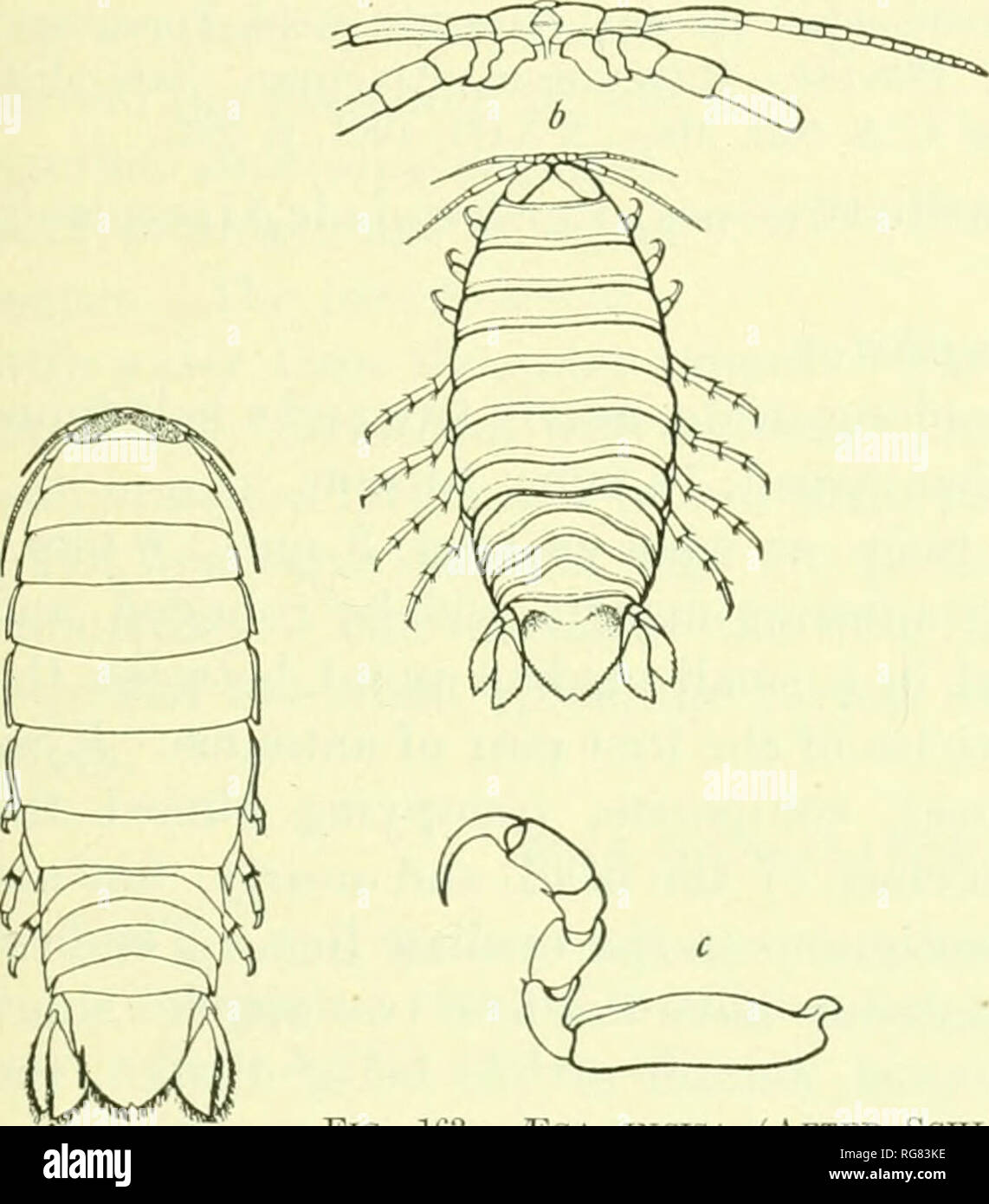 . Bulletin - United States National Museum. Science. ISOPODS OF NORTH AMERICA. 181 The first antennae extend to the posterior margin of the first thoracic segment. The first two articles of the peduncle of the second pair of antenna are short and about ecpial in Icnigth; tlie third is a little longer than the second; the fourth and fifth are subequal and each about twice as long as the third.' The fiagellum is conn)()sed of fifteen articles. The second pair of antenna' extend a little beyond the pos- terior margin of the second thoracic segment. The maxilliped has a palp of five articles. The  Stock Photo