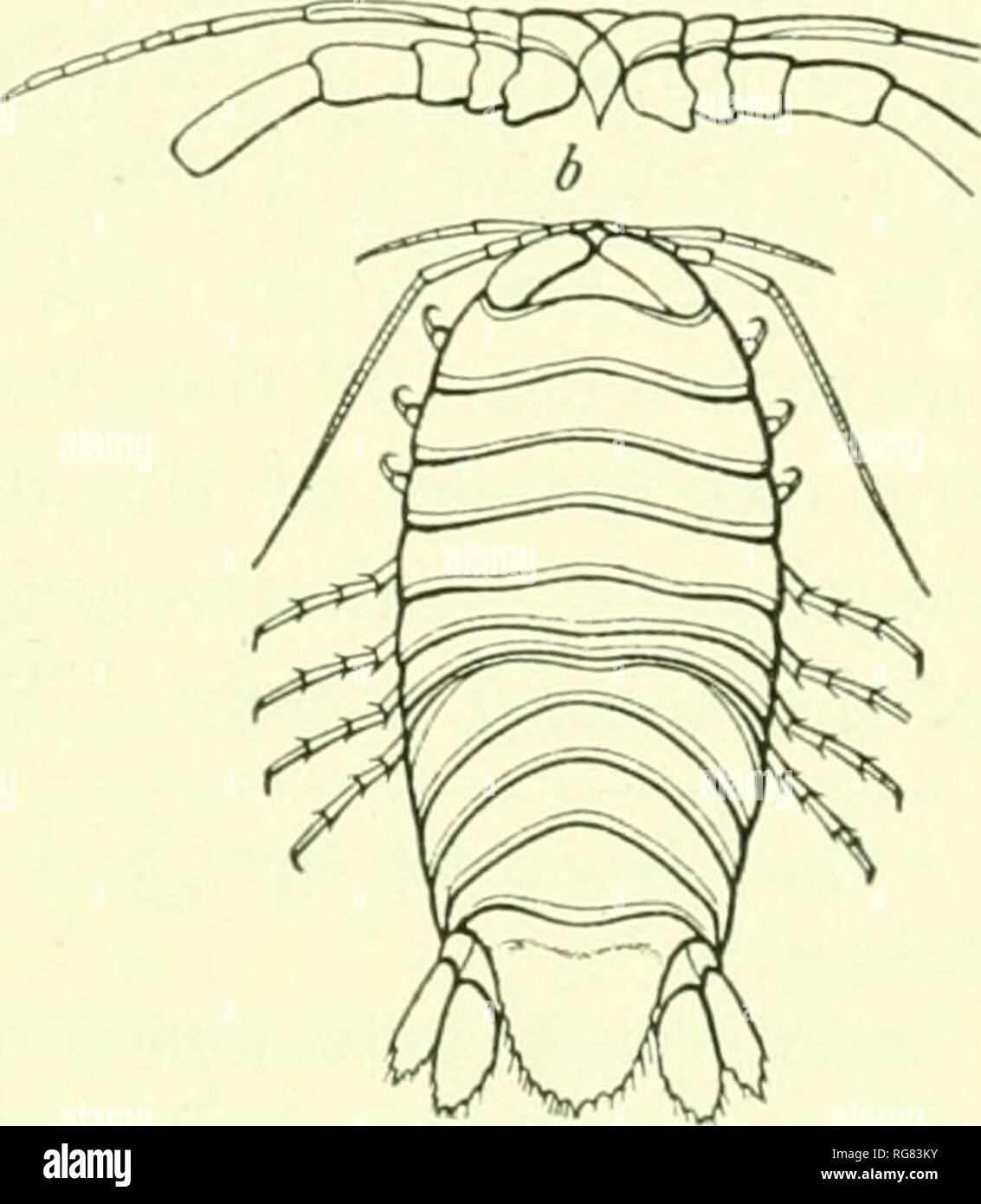. Bulletin - United States National Museum. Science. ISOPODS OF NORTH AMERICA. 179 i^GA DENTATA Schicedte and Meinert. jEga dentata y&lt;nicKi)TE and Meinekt, Naturh. Tidsskr. (3), XII, 1879-80, pp. 372-873, pi. X, figs. 11-12.—Richardson, Proc. V. S. Nat. Mus., XXIII, 1901, p. 52*2. Locality.—Cuba. Body ovate, punctate on the dorsal surface with minute scattered dots. Front of head hisiiiuate, the median point separating' and extending- half tlie length of the first article of the first pair of antenna?. The frontal hunina is rhomboid in shape. The e^'es are large, oblong, posteriorly acumina Stock Photo