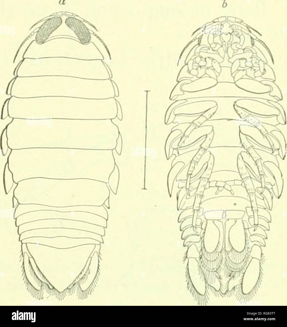 . Bulletin - United States National Museum. Science. ISOPODS OF NOKTH AMERICA. 169 Parasites of skate, cod. and halibut; on Gadus ogac,' on Myxo- cephahis scorpius' on Soiiinlosuti inlcrocepJidhix; on Gach(f&lt; caUarias. Body ovate, a little more than one and a half times longer than broad, 10 mm : K! nnn. Head two and a half times broader than long, 2 mm : 5 nun. Ante- rior margin widely rounded, and produced in a small median point, which does not arch over the antennae to meet the frontal lamina on the other side. Eyes large, oval, composite, occupying a largt; part of the dorsal surface o Stock Photo