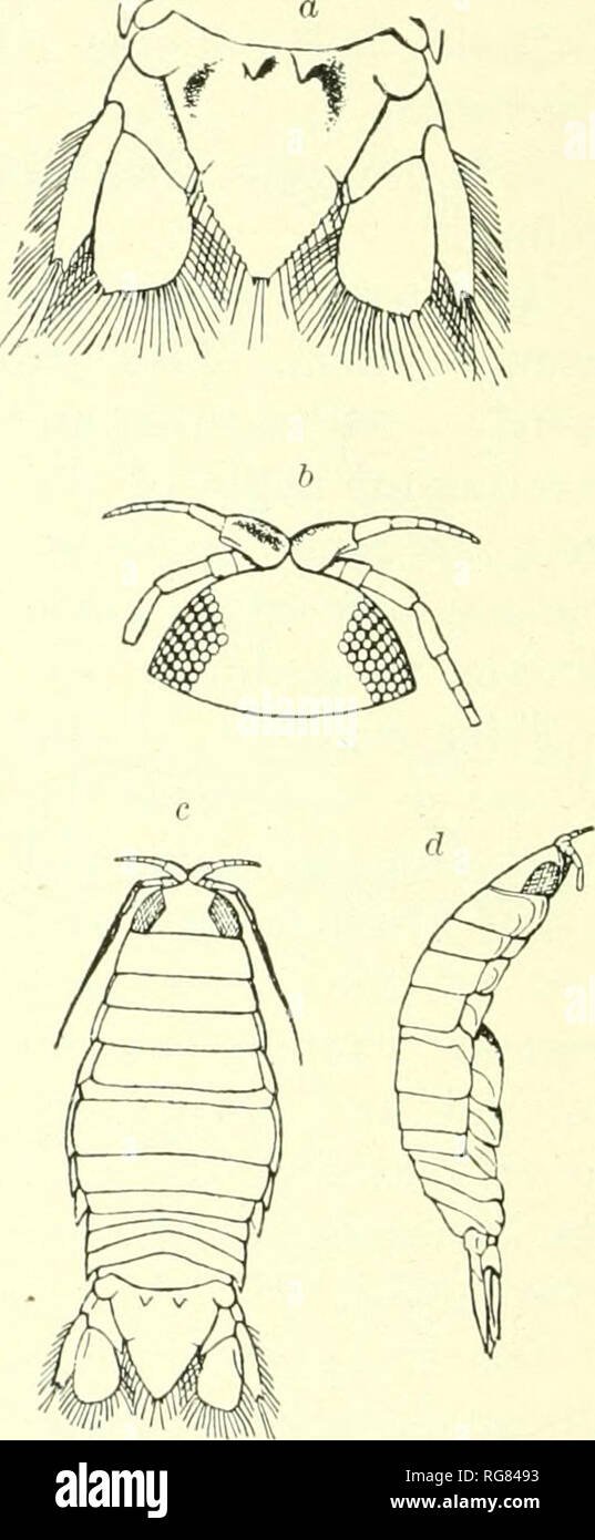 . Bulletin - United States National Museum. Science. Fig. 129.—Exocorallana TRUNCATA. X Vi. a. Head. 6, Abdomen and LAST thoracic SEG- MENT. EXOCORALLANA SUBTILIS (Hansen). Corallana suhtiUs Hansen, Vidensk. Selsk. Skr. (6), V, 1890, pp. 382-383, pi. vii, figs. 3-3c.—Richardson, Proc. U. S. Nat. Mus., XXIII, 1901, p. 519. LocalHy.—St. Thomas, West Indies. A single young specimen in the process of ecdysis was taken, and on that account is rather different from other species in appearance. The front of the head is produced in a rather large triangular process. The first pair of antenna^ have th Stock Photo