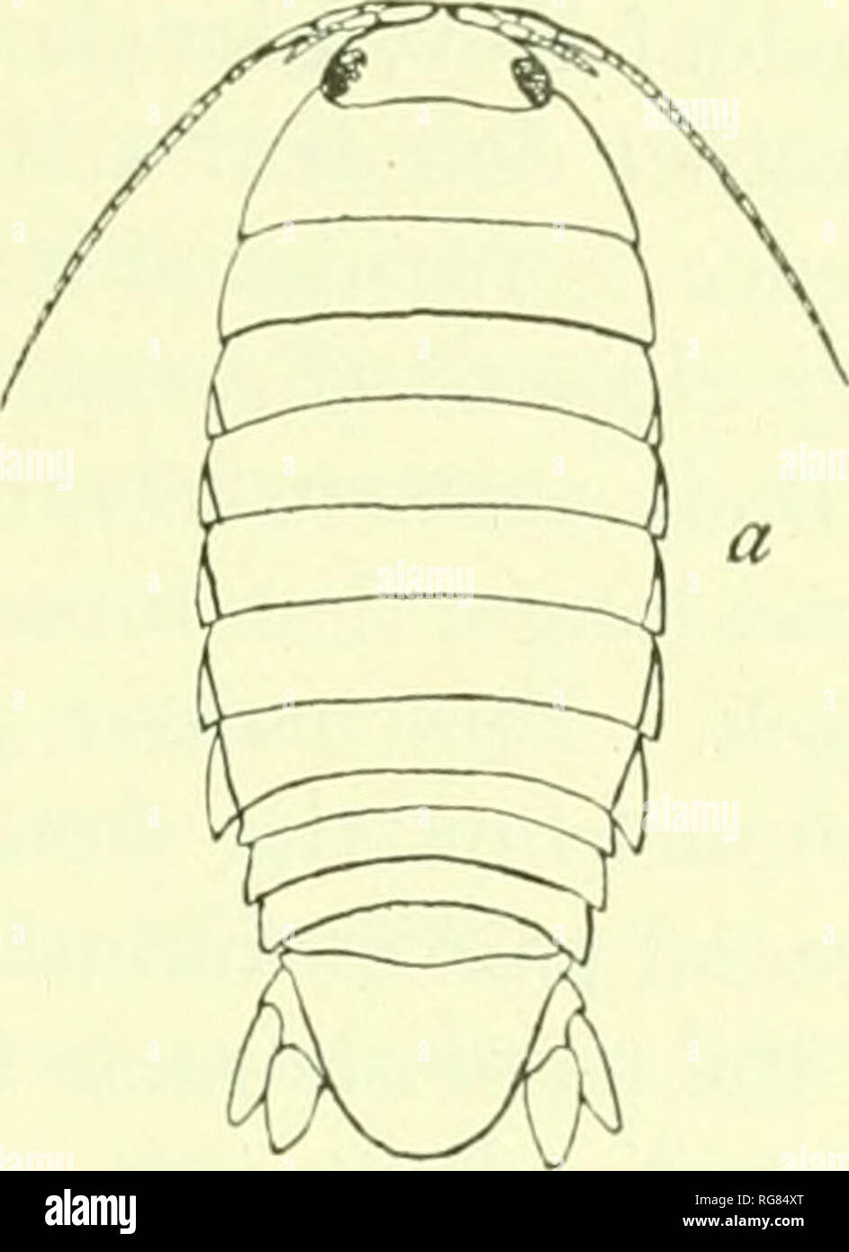. Bulletin - United States National Museum. Science. ISOPODS OF NORTH AMERICA. 113. sul)cqu!il :iMd each i.s about twice u.s lono- as the third. The tiag'cUuni is composed of thirty-two articles. The second pair of antennae extend to the fourth thoracic seg-inent. The inaxilliped is composed of seven articles. The palp of the mandibles is composed of three articles. The frontal lamina is broad and has th(» anterior maroin trian- guhirly produced, the apex be- ing rounded and meeting* the anterioi' })&lt;)rti()n of the median point of the front of the head. The first thoracic segment is twice a Stock Photo