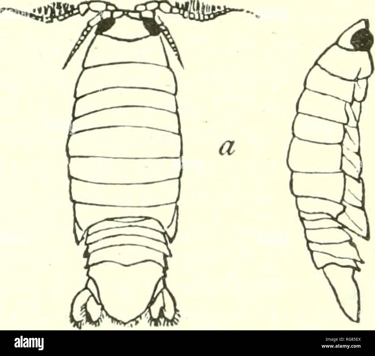 . Bulletin - United States National Museum. Science. Fig. 67.—CiROLANA mayana (After Ives), a. Fifth leg (right side), h, Dorsal view of right ANTENNA OF SECOND PAIR, r, ANTERIOR VIEW OF SAME, (l, LAST SEGMENT OF ABDOMEN WITH URO- lODA. f, First leg (right side). /, Fourth leg (right side). of articles. The genus Brmicli uropus Moore is characterized as hav- ing- the maxillipeds two-jointed. Only one specimen of the species, B. Uttoralls^ was obtained, and it seems as though there might be. 0 fern o Fig. 68.—Cirolana mayana (After Ives). a, Dorsal view, x 4. 6, Right side, x 4. c, Seventh thor Stock Photo