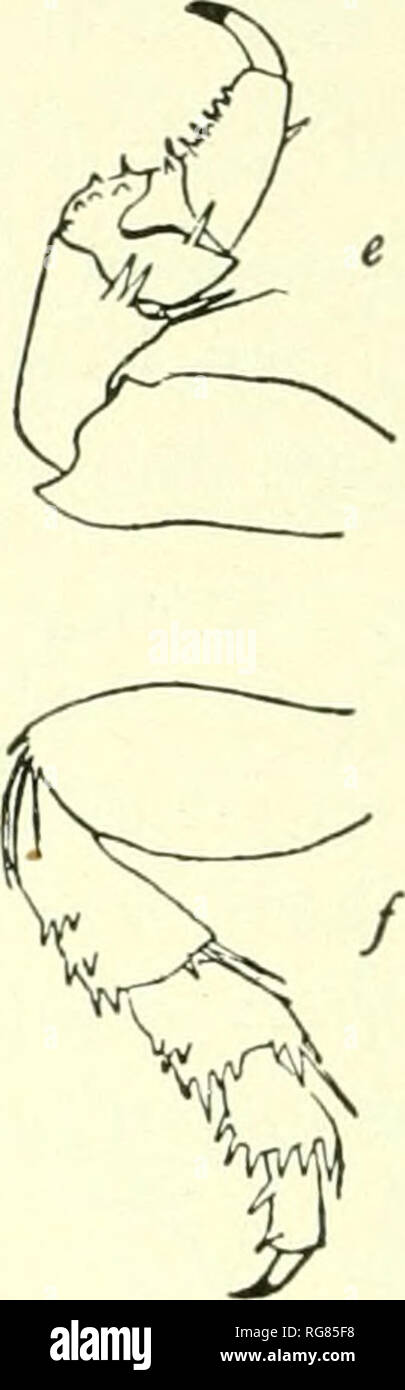 . Bulletin - United States National Museum. Science. Fig. 67.—CiROLANA mayana (After Ives), a. Fifth leg (right side), h, Dorsal view of right ANTENNA OF SECOND PAIR, r, ANTERIOR VIEW OF SAME, (l, LAST SEGMENT OF ABDOMEN WITH URO- lODA. f, First leg (right side). /, Fourth leg (right side). of articles. The genus Brmicli uropus Moore is characterized as hav- ing- the maxillipeds two-jointed. Only one specimen of the species, B. Uttoralls^ was obtained, and it seems as though there might be. Please note that these images are extracted from scanned page images that may have been digitally enhanc Stock Photo