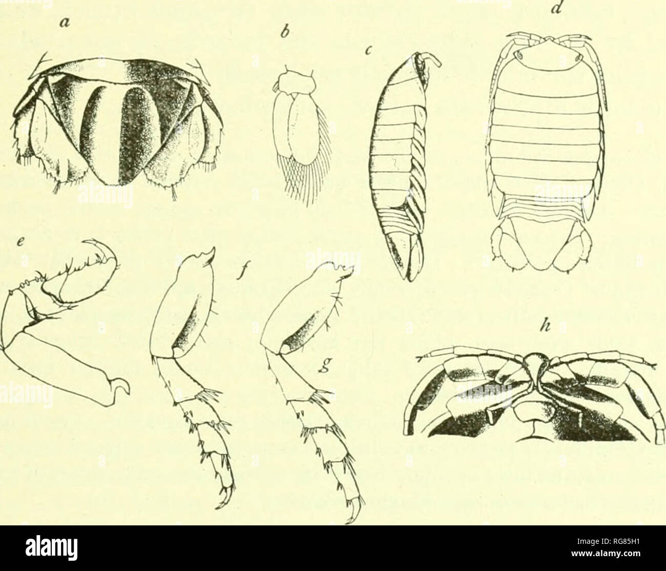 . Bulletin - United States National Museum. Science. ISOPODS OF NORTH AMERICA. 85 The mandibles have a wide ciittino- edge. The maxillipeds are almost as in C. japonica. The segments of the thorax arc suhequal in length; the first seg- ment is somewliat shorter than the head and somewhat longer than the Hfth segment; the sixth and seven seg-ments are subequal in length and ornamented near the antei'ior margin with a transverse furrow. The epiniera are large, postei'iorly produced, and oblicpiely carinated (the carina terminating in a fork, very wide particularl}' in the posterior epimera, and  Stock Photo