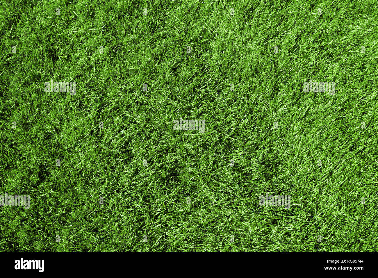 Green grass texture. Vivid colour flora background abstract. Stock Photo