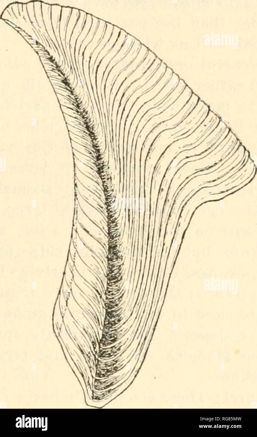 . Bulletin - United States National Museum. Science. Fig. r7.—Acasta spongites, EXMOUTH, TERGUM. Fig. 78.- -ACASTA JAPONICA, TERGUM OF TYPE. has an external depression or furrow to the spur. In A. spongites there is no furrow, but the flat spur-fasciol?* is bounded by lines. As there seems to be no figure of the exterior of the tergum of A. spongites I am illustrating it here for comparison with that of A. japonica, both figures being drawn to the same scale. The sculpture of the scutum is stronger in4. spongites, the longitudinal grooves more emphatic. In A. japonica the longitudinal sculptu Stock Photo