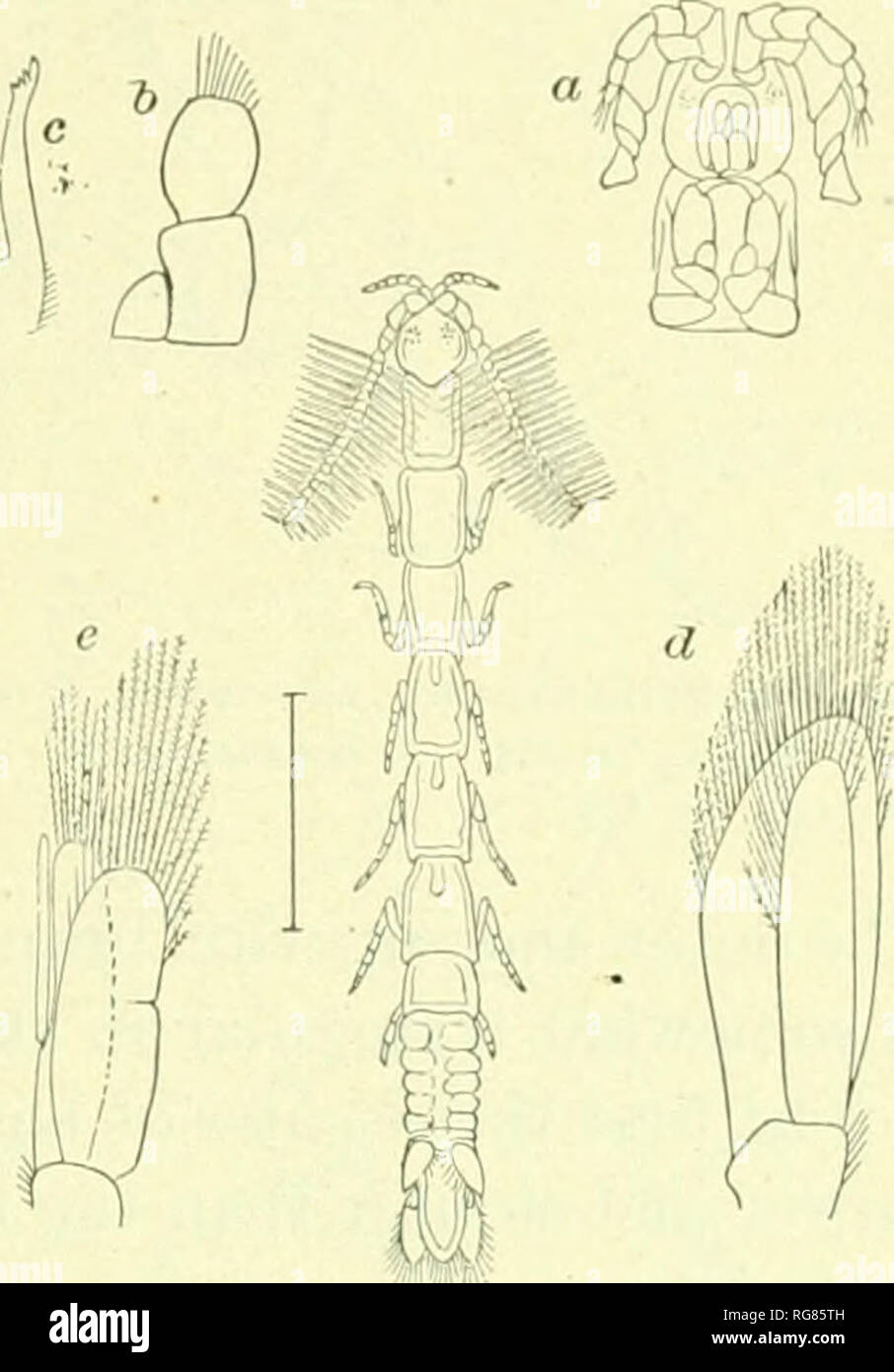 . Bulletin - United States National Museum. Science. ISOPODS OF NORTH AMP:RICA. 67. Anthura temm Norman and 8tehhing, Trans. Linn. Soc. Loiulon, XII, 1886, Pt. 4, p. 124.^RiciiARDSON, American Naturalist, XXXIV, 1900, p. 215; Proc. U. S. Nat. Muh., XXIII, 1901, p. 508. Ptikmthura tenuis Stebhino, Willey's Zool. Results, 1902, p. (519. Loealitles.—Noank Harbor, Connecticut; Long Lsland Sound; ofi' Watch Hill, Rhode Island: off Block Island; Wa(]uoit, Vineyard Sound: Ca.sco Ba}^ Maine; Bay of Fundy; Grand Menan, New Brunswick. Depth.—Surface to 19 fathoms. Taken on muddy bottom; in sand, mud, an Stock Photo