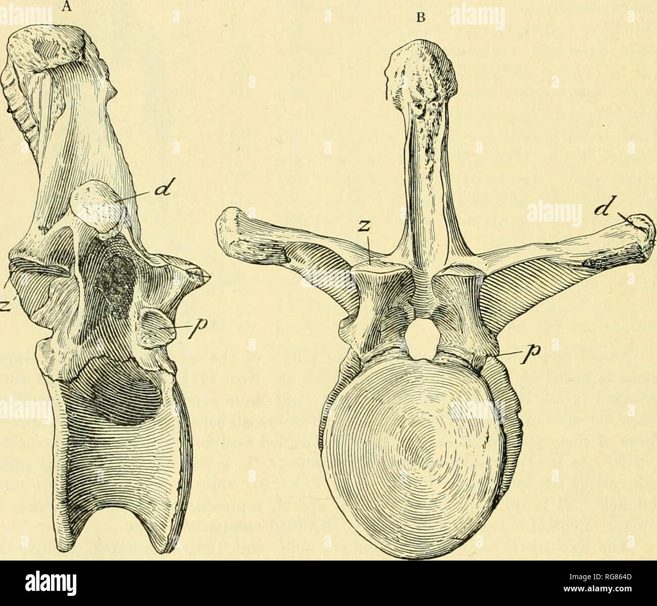 . Bulletin - United States National Museum. Science. 44 BULLETIN 110 ...