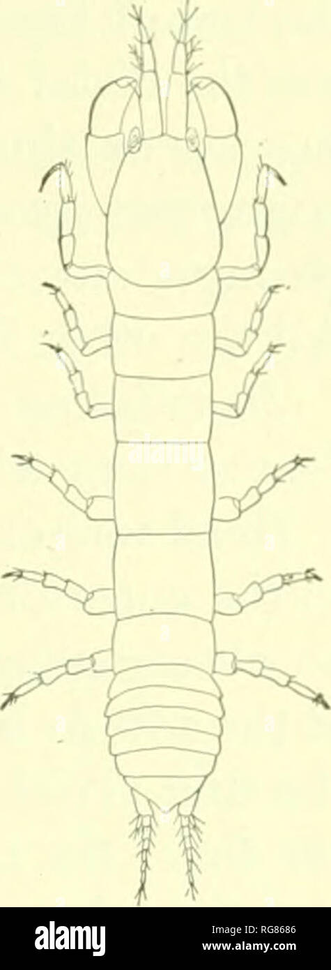 . Bulletin - United States National Museum. Science. ISOPODS OF NORTH AMERICA. 27. Fig. 27.—Leptochelia SAViGNYi (After Harger). Female. X 20. Harg'er agroos with tlic uuilc of L. si(lu greatl}^ elon- gated. The basal article is very long and narrow, and is about equal to the length of the head. The second article is a little more than one-third as long- as the basal article. The third is one-half as long as the second. The flagellum is composed of seven or eight articles. The second pair of antennte are short, and do not reach the extremitv of the basal article of the tirst pair of antennte.  Stock Photo