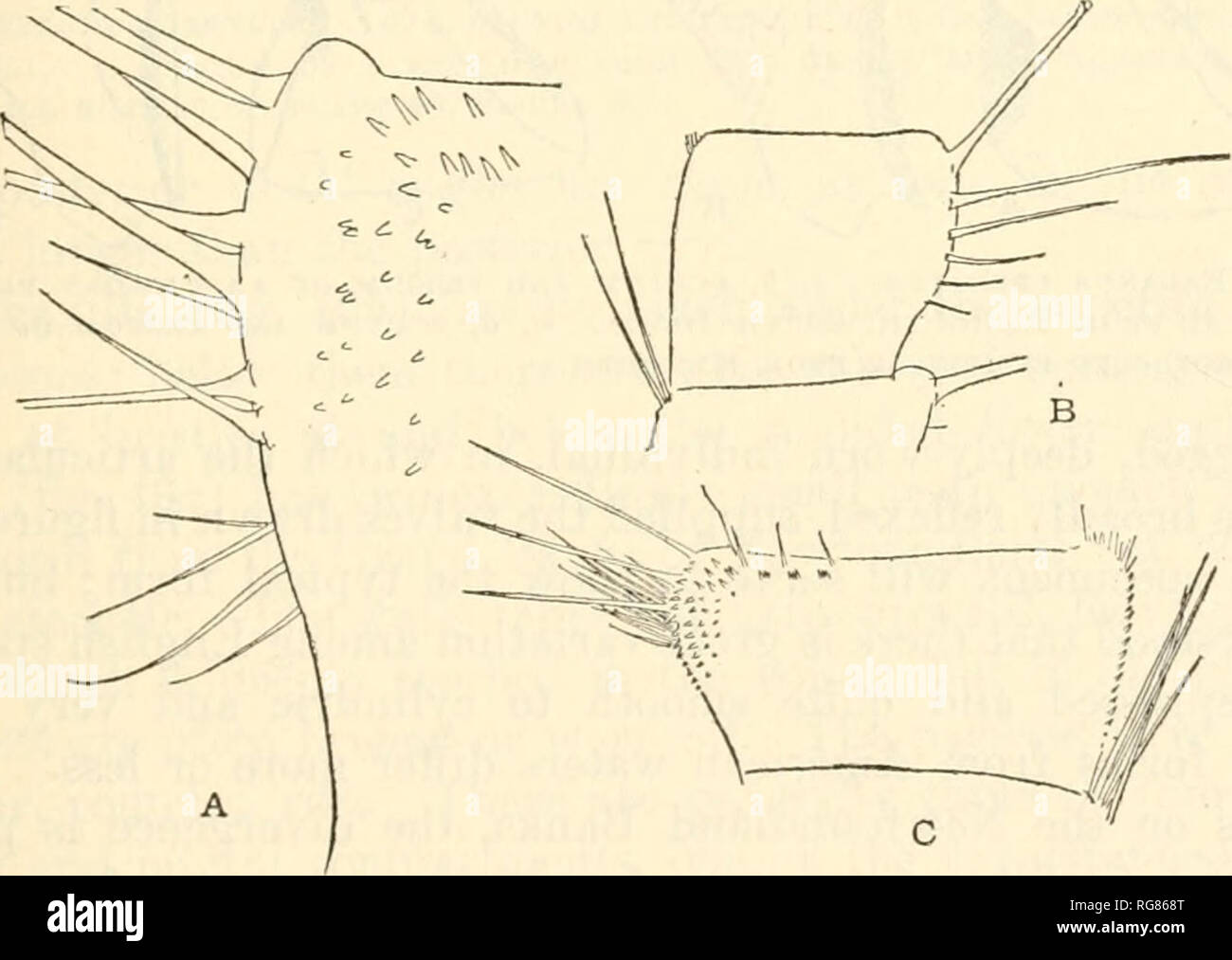 . Bulletin - United States National Museum. Science. Fig. 4J&gt;.—Balands cuenatus, Inglefield Gulf, Greenland, a, labrum. C, MANDIBLE. 6, MAXILLA. According to Darwin: INIouth: Labrum with sis teeth. Mandibles with the fourth tooth minute or rudimentary, and the fifth generally confluent with the inferior angle. Maxillae with generally, but not invariably, a small notch under the upper pair of great spines. Cirri, first pair with the rami very unequal in length, one. Fir.. 50.—B. CRENATus, Inglefield Golf, Greenland, a, antekior i-aut of the fif- teenth SEGMENT OF ODTEK RAMUS OF CIRRUS IV. h, Stock Photo