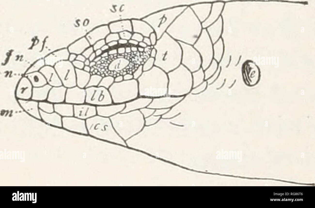 . Bulletin - United States National Museum. Science. 194 BULLETIN 58^ LTNITED STATES NATIONAL MUSEUM. 1852. Lamprosaurus Hallowell, Proc. Pliila. Acad., t]852 (j). 206) (type, L. guttulatus). 1871. Plistodon Cope, Sec. and Third Ann. Rep. Peabody Acad., 1871 (p. 82) (emendation). The characters reUed upon in the genus Eumeces for the proper sep- aration and identification of the species are unfortunately subject to a wide range of variation, at least in some of the species. Such crite- rions as the absence or presence of a postnasal, of one or two post- mentals, the number of scales around the Stock Photo