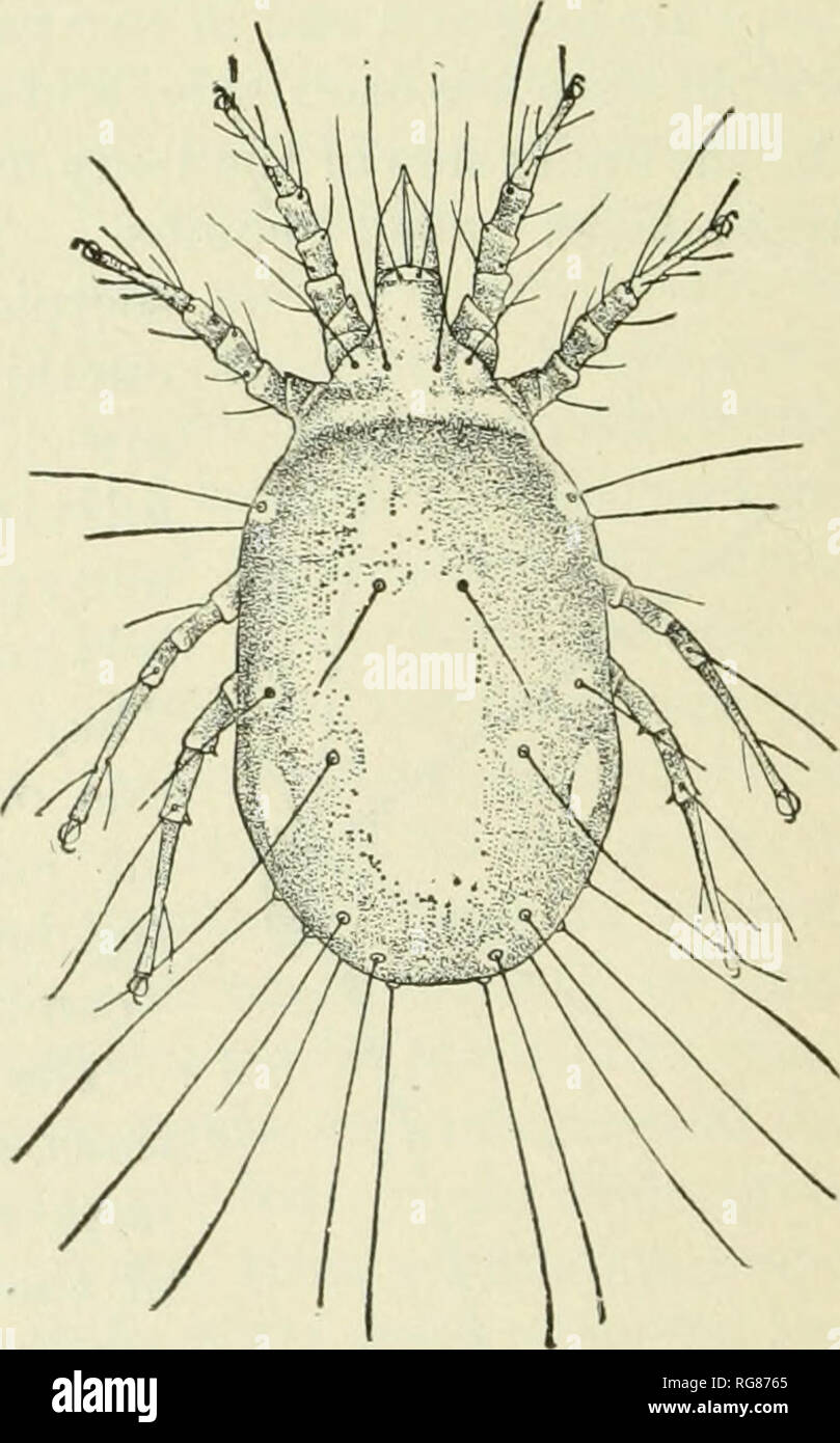 . Bulletin - United States National Museum. Science. Fig. 1S3.—The Six-spotted mite of the orange, Tetranyciius 6-maculatus: o, From above; 6, tarsus; c, rostrum and palpus; d, tip of palpus, a, Greatly enlarged; 6, c, more en- larged; d, still more enlarged.. Fig. 184.—A cheese mite, Tyroglyphus. tidse) are small, soft-bodied forms that burrow in the skin of various animals, including man, thereby causing scabies, a disgust- ing disease. The Eriophyidse, or gall-mites (fig. 186), are so small. Please note that these images are extracted from scanned page images that may have been digitally en Stock Photo