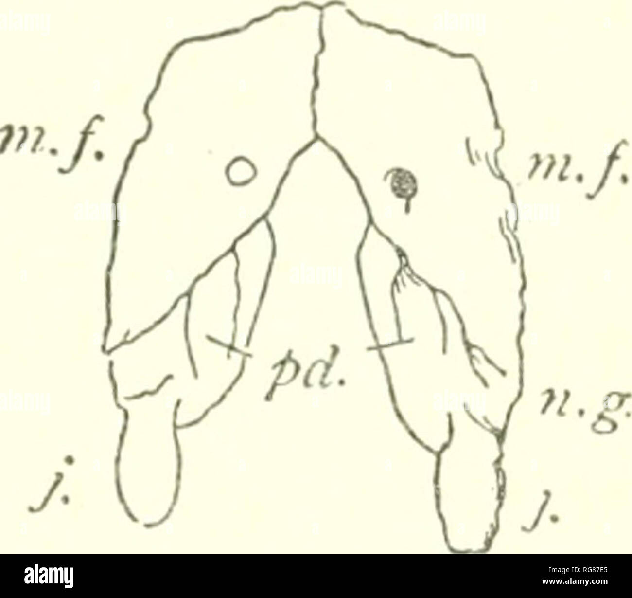 . Bulletin - United States National Museum. Science. Fig. 33.—OpinoTEEE.?is. After Bell from Gregory. Aboral surface of an arm ossicle: a, articular CA^^TIEs; d, the double dorsal shields; /, lateral arm plates. Fig. 34.—Syngnaths of Ophiura cillris. After MOller from Gregory, j, jaw; TO./., mouthframe; n. g., groove for cir- CUMCESOPUAGEAL nerve-ring; p.(/.,PORE .ND depression FOR ORAL TENTACLE. before the Triassic, since which time they occur more and more com- monly. In the present oceanic waters they are popularly known as sand-stars, brittle-stars, branching-stars, or basket stai&quot;i Stock Photo