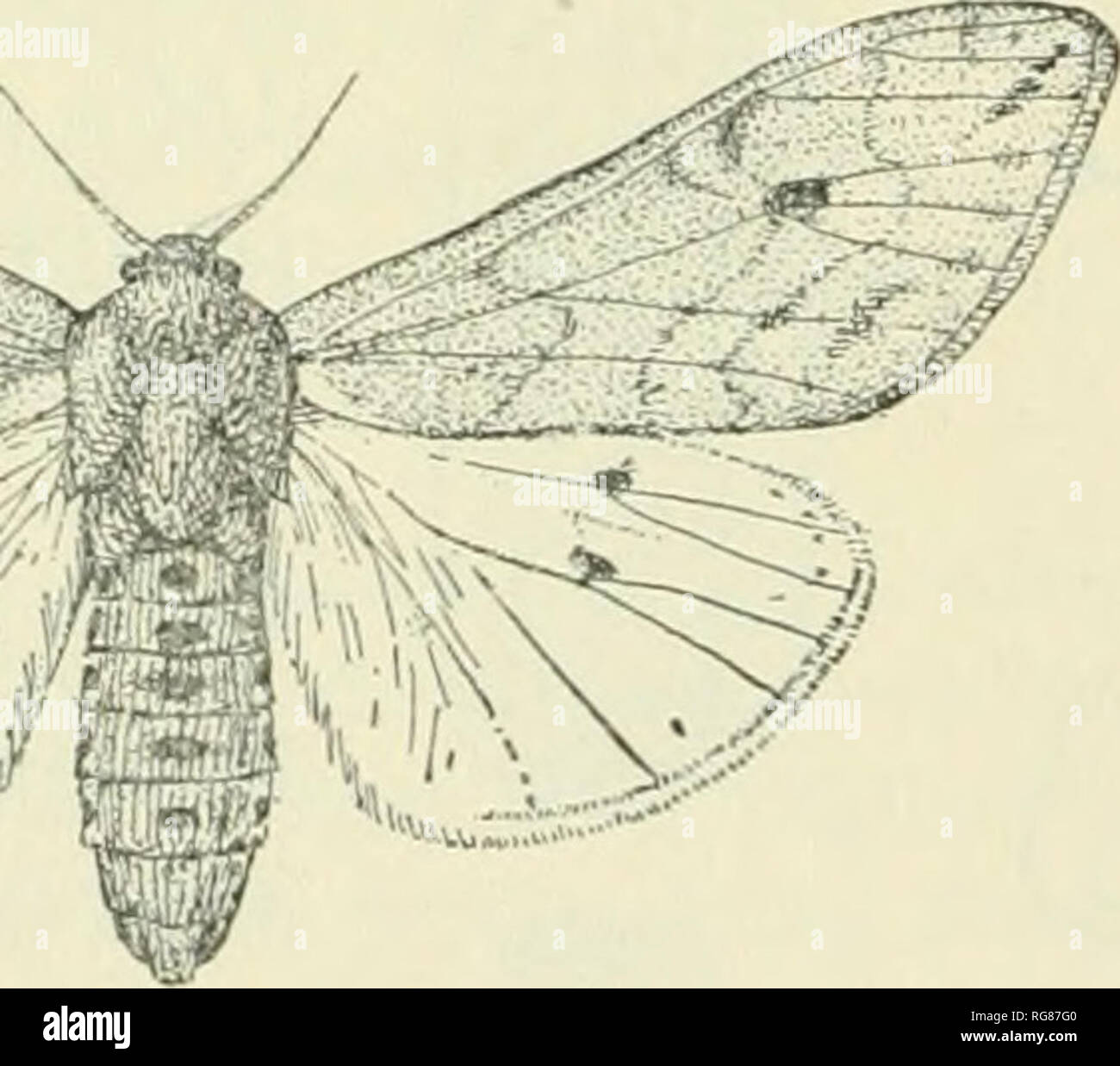 . Bulletin - United States National Museum. Science. Fig. 157.—A Tachina fly. Trichopoda penni pes.. Please note that these images are extracted from scanned page images that may have been digitally enhanced for readability - coloration and appearance of these illustrations may not perfectly resemble the original work.. United States National Museum; Smithsonian Institution; United States. Dept. of the Interior. Washington : Smithsonian Institution Press, [etc. ]; for sale by the Supt. of Docs. , U. S. Govt Print. Off. Stock Photo