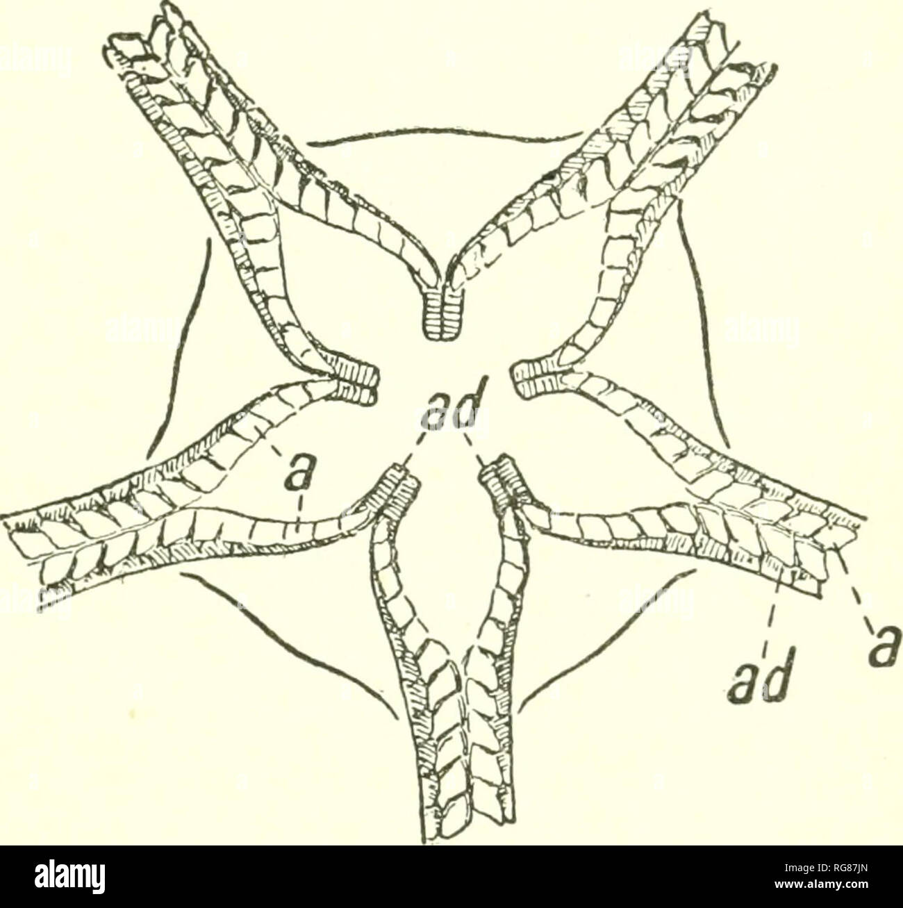 . Bulletin - United States National Museum. Science. REVISION OF PALEOZOIC STELLEROIDEA. 225 Original description.—'' (Order Ophiuridae. Family Euryales.) Body circular, covered with squamiform plates; genital openings in the angles of junction of the arms beneath; arms (simple) formed of alternating ossicula.&quot; Oenoholotype.—''Species Unica. Protaster sedgwickii. Forbes.&quot; Original description of P. sedgwiclii.—''The disk is circular, and shaped like that of an Ophiura. The arms are five in number, very narrow, equidistant, and sunilar. &quot;The upper and under surfaces of the disk w Stock Photo