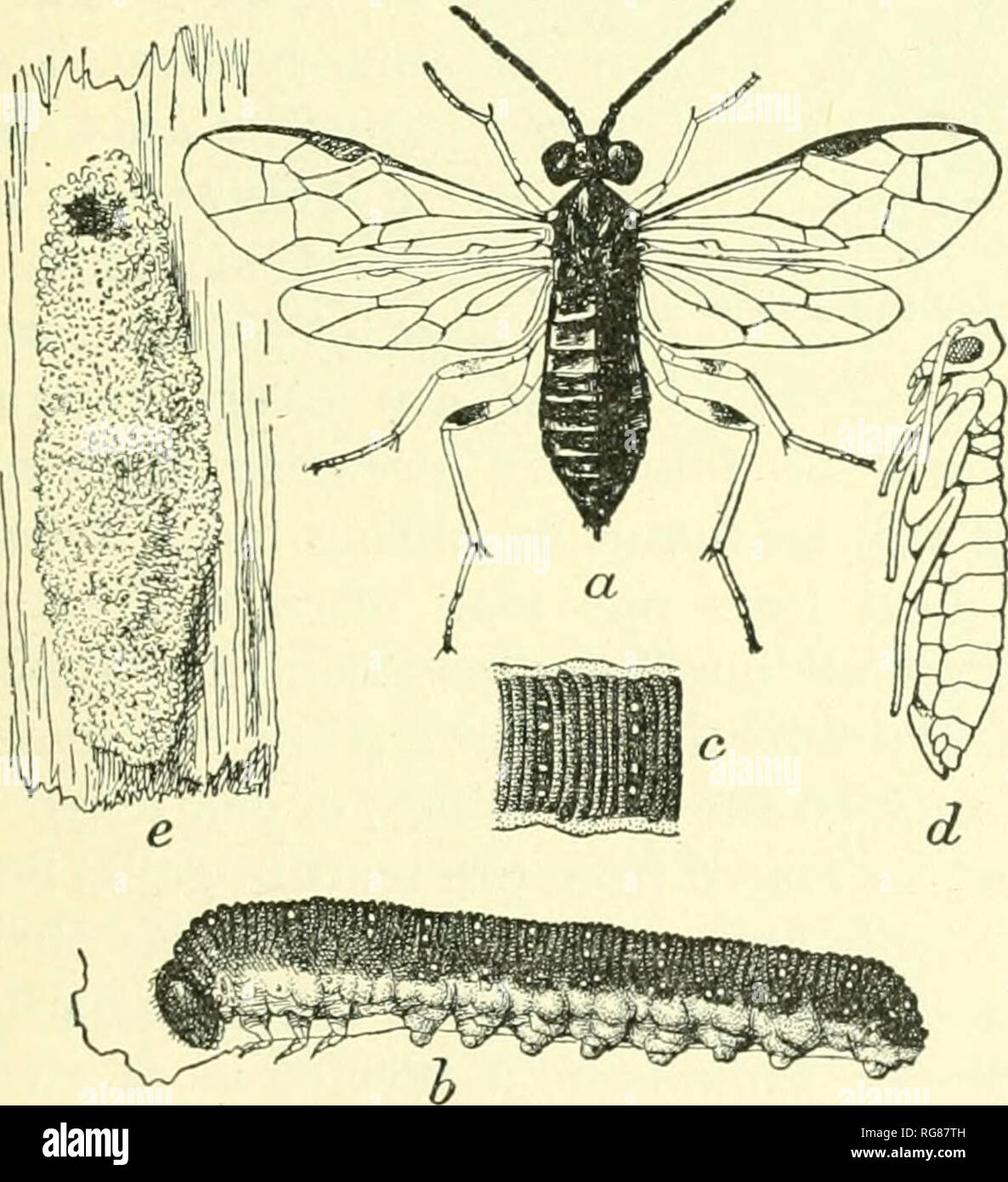 . Bulletin - United States National Museum. Science. Fig. 137.—A Pyralid moth, Pyralis fa- rinalis: a, Moth; b, caterpillar; c, pupa; d, e, f, details. Often one may find eggs attached to leaves, and from these one may rear and observe all the stages of the insect. A better way is to save captured gravid females and place them in a cage, with a probable food plant as an inducement to deposit their eggs. A bot- tomless barrel or nail keg placed over a plant and the top covered with mosquito netting makes a good cage. Various other cages are described in the chapter on rearing. The Microlepidopt Stock Photo