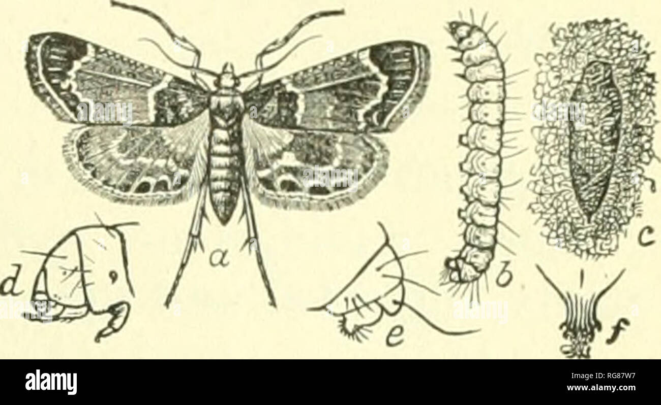 . Bulletin - United States National Museum. Science. COLLECTING AND I'll I'.SKKVI NO INSECTS—BANKS. 89. Fig. 137.—A Pyralid moth, Pyralis fa- rinalis: a, Moth; b, caterpillar; c, pupa; d, e, f, details. Often one may find eggs attached to leaves, and from these one may rear and observe all the stages of the insect. A better way is to save captured gravid females and place them in a cage, with a probable food plant as an inducement to deposit their eggs. A bot- tomless barrel or nail keg placed over a plant and the top covered with mosquito netting makes a good cage. Various other cages are des Stock Photo