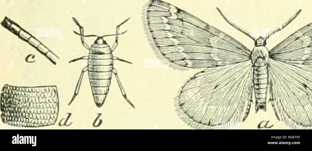 . Bulletin - United States National Museum. Science. Fig. 133.—An Arctiid moth, Utethei- SA BELLA. No other insects should be placed in the cyanide jar used to collect Lepidoptera, as the latter will be injured, and the other insects eon red with scales. After the specimens are dead (hey should not remain longer in the cyanide bottle, else the yellow will turn to red. They should be pinned or papered in the field. Many moths can be taken at night, and a trap light, as elsewhere described, is the best way to secure a lot of line material. Sugaring, as described on page 47, is a prolific means o Stock Photo