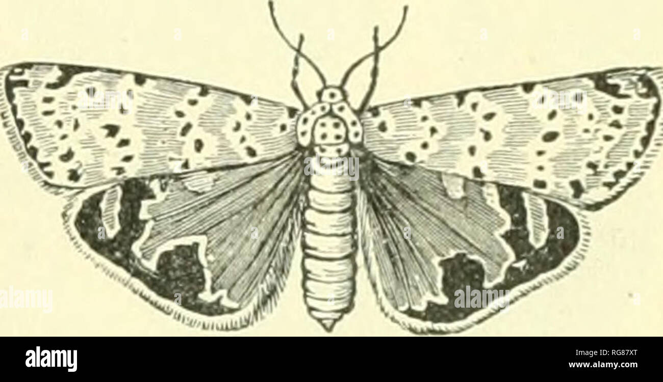 . Bulletin - United States National Museum. Science. COLLECTING AND PRESERVING INSECTS BANKS. 87. Fig. 133.—An Arctiid moth, Utethei- SA BELLA. No other insects should be placed in the cyanide jar used to collect Lepidoptera, as the latter will be injured, and the other insects eon red with scales. After the specimens are dead (hey should not remain longer in the cyanide bottle, else the yellow will turn to red. They should be pinned or papered in the field. Many moths can be taken at night, and a trap light, as elsewhere described, is the best way to secure a lot of line material. Sugaring, a Stock Photo