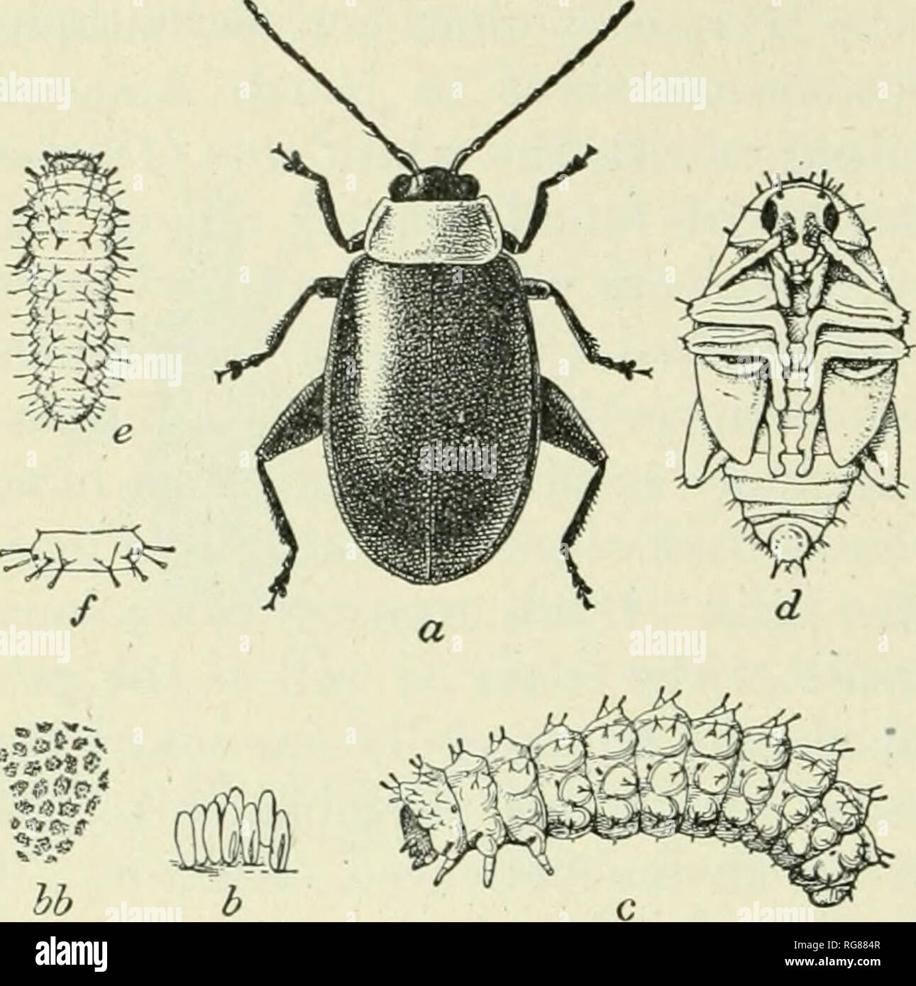 . Bulletin - United States National Museum. Science. 78 BULLETIN 67 ...