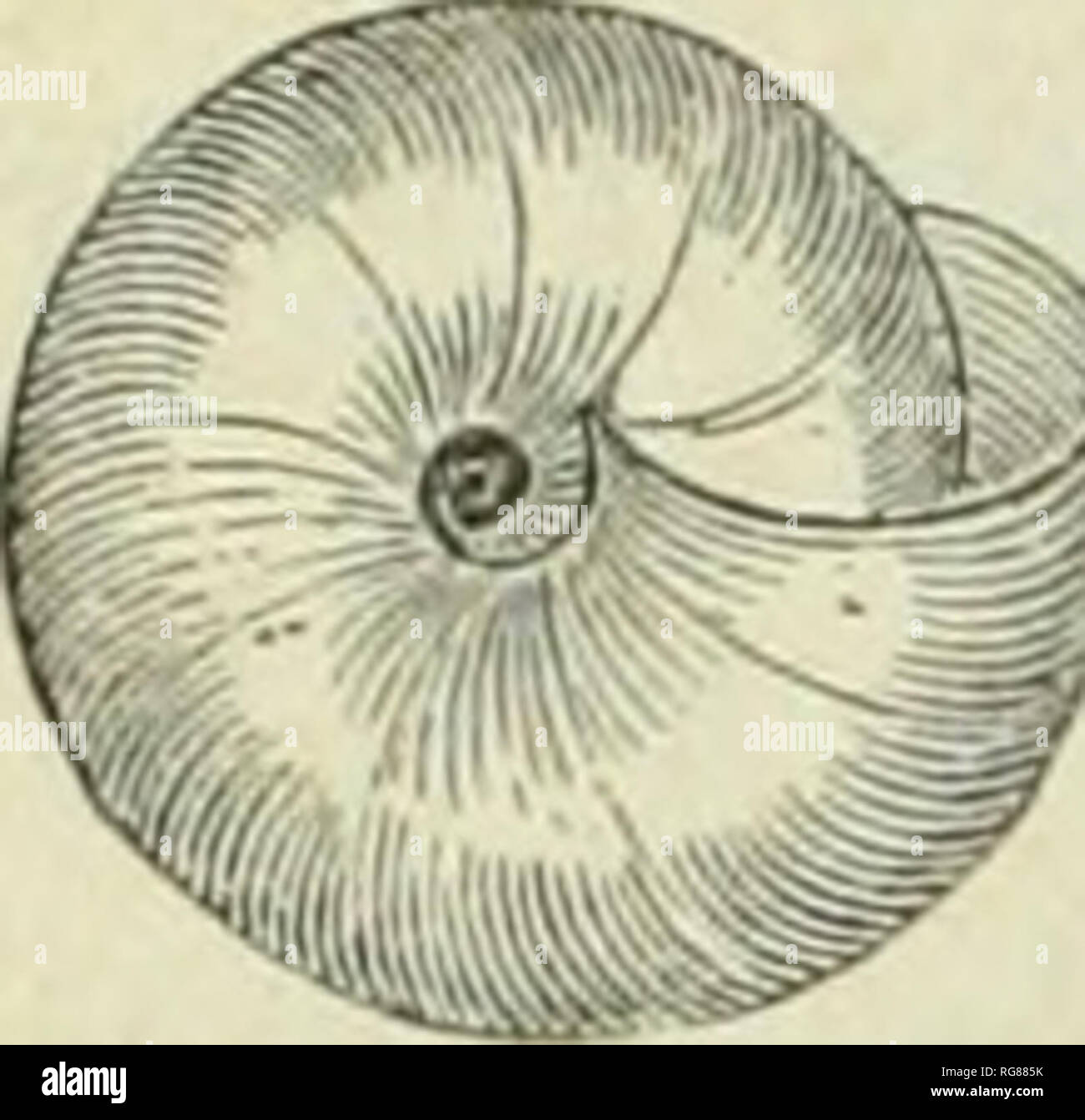 . Bulletin - United States National Museum. Science. 356 A MANUAL OF AMERICAN LAND SHELLS. inicrophysa vortex, Pfr. Shell iirabilicated, depressed, pale bluish-white, pearly, very thin, Fig. 384. transparent; whorls 5, prominent, with exceedingly minute, I  , oblique strise of increase; suture deeply impressed ; base ZL- somewhat convex; axis open, umbilicus infuudibuliform; aperture flattenedtransverse; peristome thin, acute, not reilected. Greater diameter G, lesser 5^™&quot; ; height, 23&quot;™.. Helix vortex, Pfeiffer, Arch. f. Nat., 1839, ii, 351; Mon. Hel. Viv., i, M. vortex. 95.—Chem Stock Photo