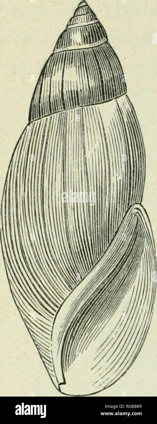 . Bulletin - United States National Museum. Science. 348 A MANUAL OF AMEiUCAN LAND SHELLS.. Olandina triincata. Olandiiia truiicata, (tmelin. Shell strong, ovate-fusiform, or ellipsoidal, obtuse at tip, of a pale, Fig. 377. asliy fawTi-color, or rather alternately striped with . ash-color and fawn-color and more or less tinted rose-color, the surface shining and delicately fluted with longitudinal, raised, and rounded strisie; whorls 6 or 7, moderately couvex, the last constituting three-fourths the length of the shell, somewhat compressed at the middle, so as to become in a measure cylindrica Stock Photo