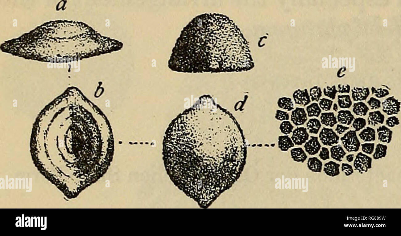 . Bulletin - United States National Museum. Science. 344 BULLETIN 11, UNITED STATES NATIONAL MUSEUM.. Fig. 219.—Dianulites apiculatus. a to d, fotje VIEWS OF EICHWALD'S .TYPE OF CHjETETES apiculatus; e, celluliferous surface en- larged. (After Eichwald.) DIANULITES APICULATUS (Eichwald). Plate 2, figs. 7, 8; text fig. 219. Millepora apiculata Eichwald, Inter ingrica, 1825, p. 21. Orbitulites apiculatus Eichwald, Zool. spec, vol. 1, 1829, p. 150, pi. 2, fig. 3. Chxtetes apiculatus Eichwald, Lethsea Rossica, vol. 1, 1860, p. 479, pi. 28, figs. 1 a-d. Dianulites apiculatus Dybowski, Die Chaetetid Stock Photo