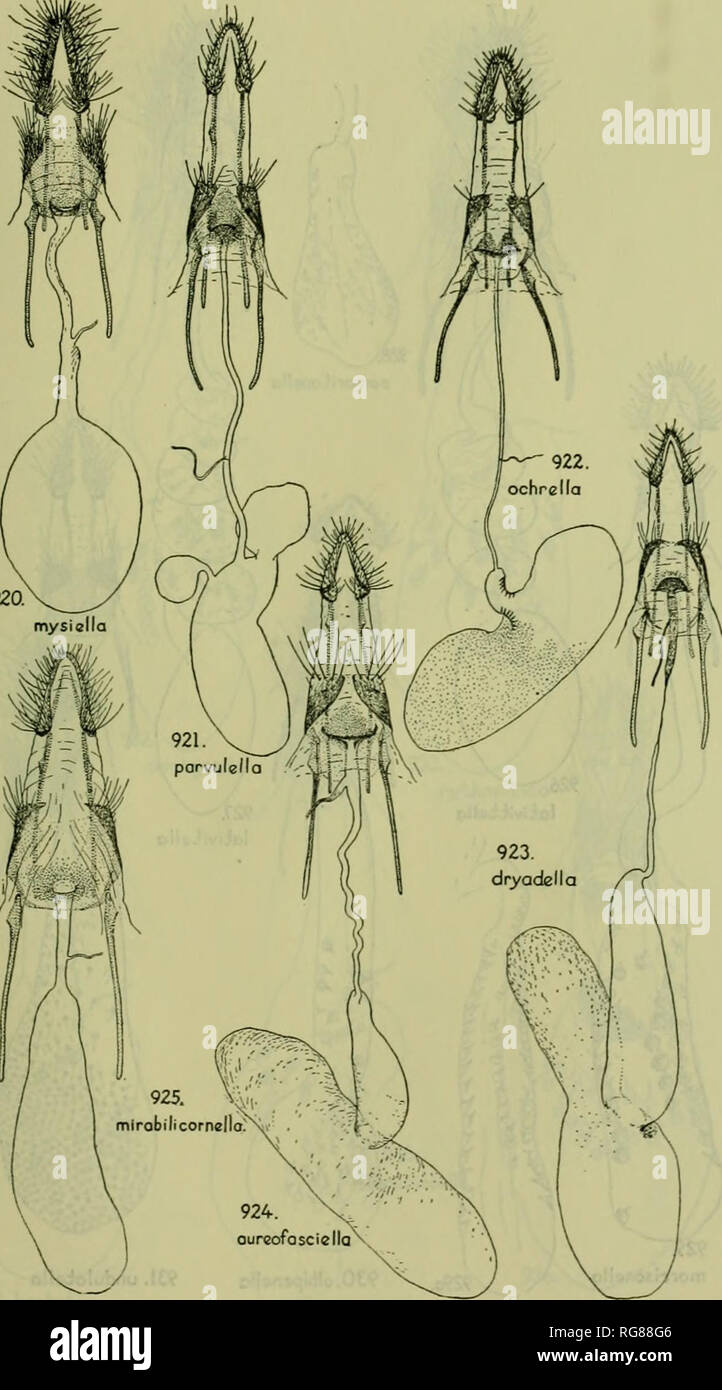 . Bulletin - United States National Museum. Science. AMERICAN MOTHS OF THE SUBFAMILY PHYCITINAE 527 920.. Figures 920-925.—Female genitalia. 920. Eumysia mysiella (Dyar), paratype from type locality. 921. Divitiaca parvulella Barnes and McDun- nough. 922. Divitiaca ochrella Barnes and McDun- nough. 923. Ocala dryadella Hulst. 924. Macrorrhinia aureofasciella Ragonot. 925. Protasia mirabilicoTnella (Dyar).. Please note that these images are extracted from scanned page images that may have been digitally enhanced for readability - coloration and appearance of these illustrations may not perfectl Stock Photo