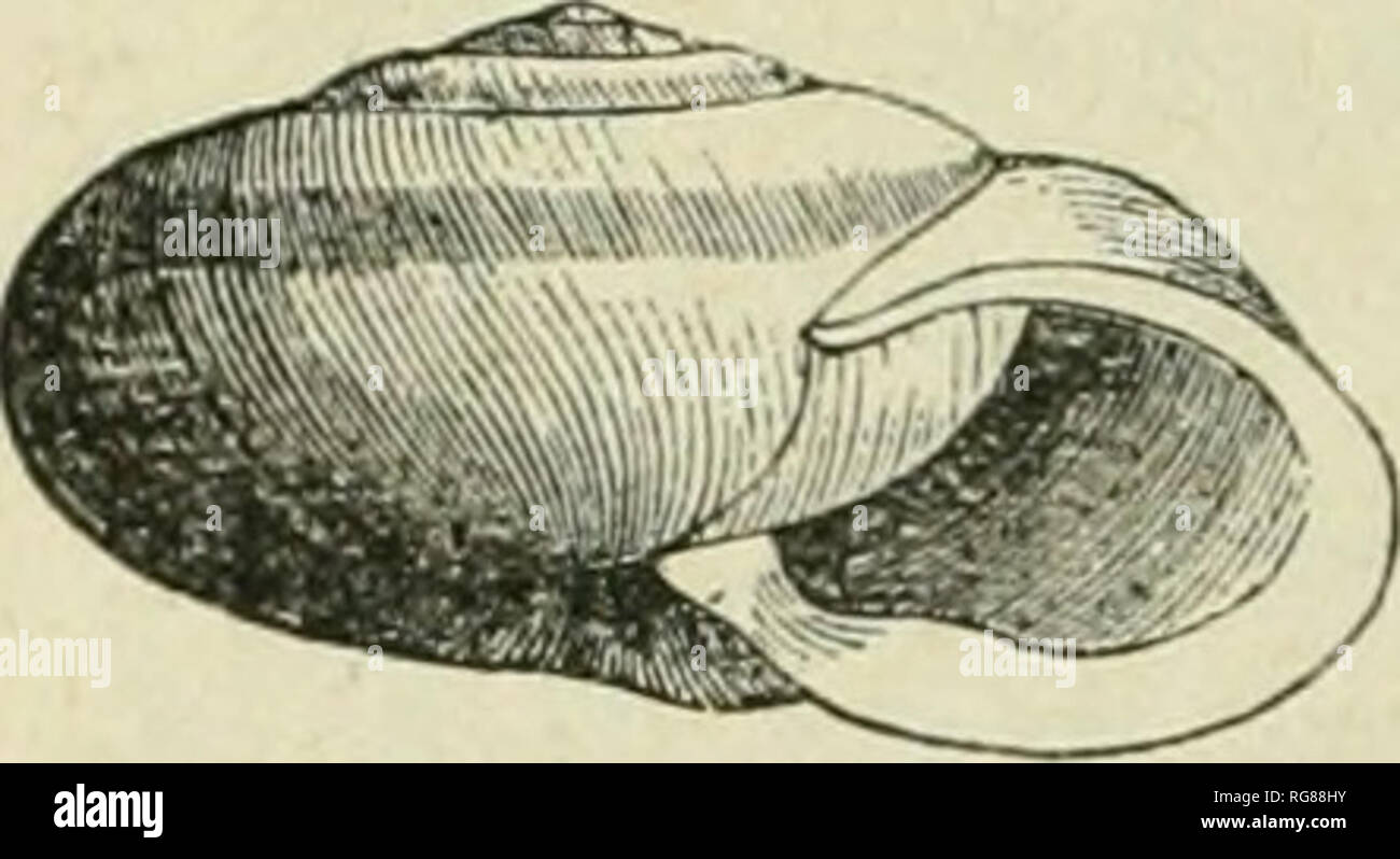 . Bulletin - United States National Museum. Science. 318 A MANUAL OF AMllKICAX LAKD SHELLS. ITIcsodon profundus, Say. Shell broadly umbilicated, orbicularly' depressed; epidermis yellowish Fig. 342. horn-color, with reddish brown revolving Ihies and bands, sometimes uuiformly'brown oralbino ; whorls from 5 to G, convex, obliquely striated with delicate and regular raised striie; suture distinct; aperture 21. profundus. aluiost circular, a little contracted by the peristome, flattened towards the plane of the base; peristome wliite, thickened, reflected, with a slightly prominent callus or obtu Stock Photo